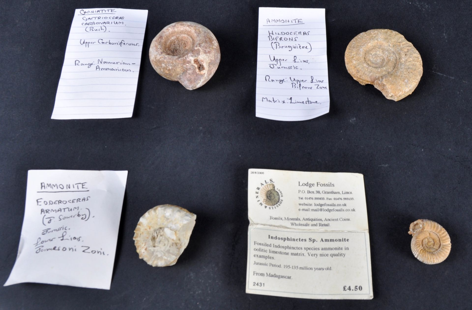 FOSSILS - LARGE COLLECTION OF AMMONITE FOSSILS & COPROLITES - Bild 7 aus 7