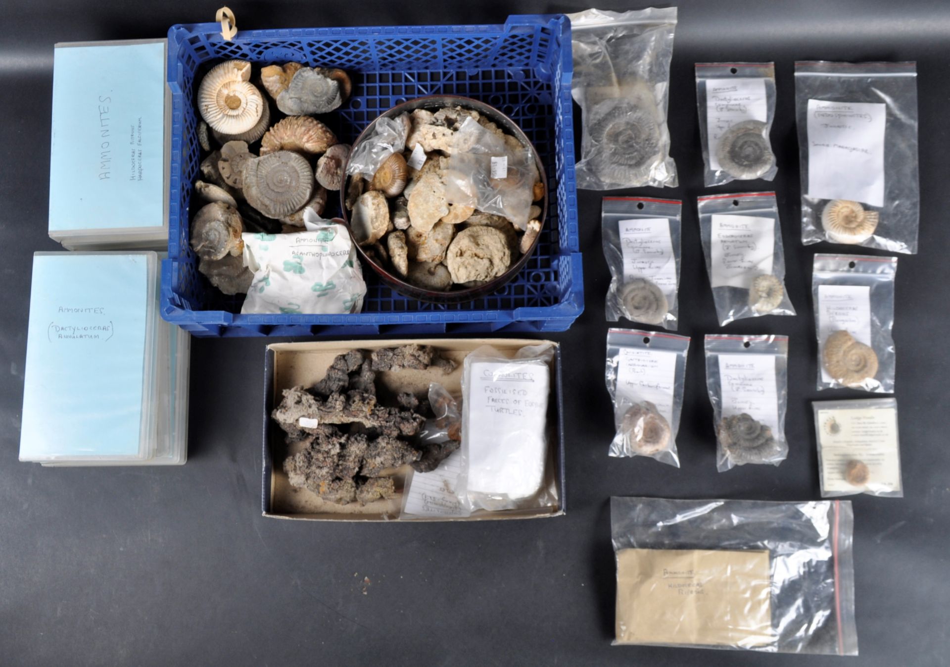 FOSSILS - LARGE COLLECTION OF AMMONITE FOSSILS & COPROLITES