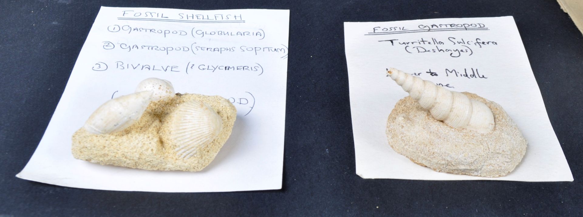 FOSSILS - COLLECTION OF GASTROPODS - Bild 5 aus 8