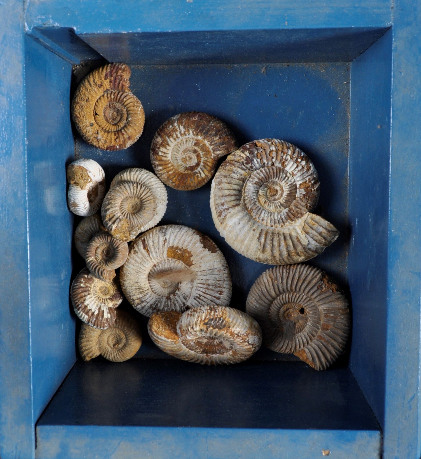 FOSSILS - COLLECTION OF AMMONITES FOSSILS - Bild 4 aus 7