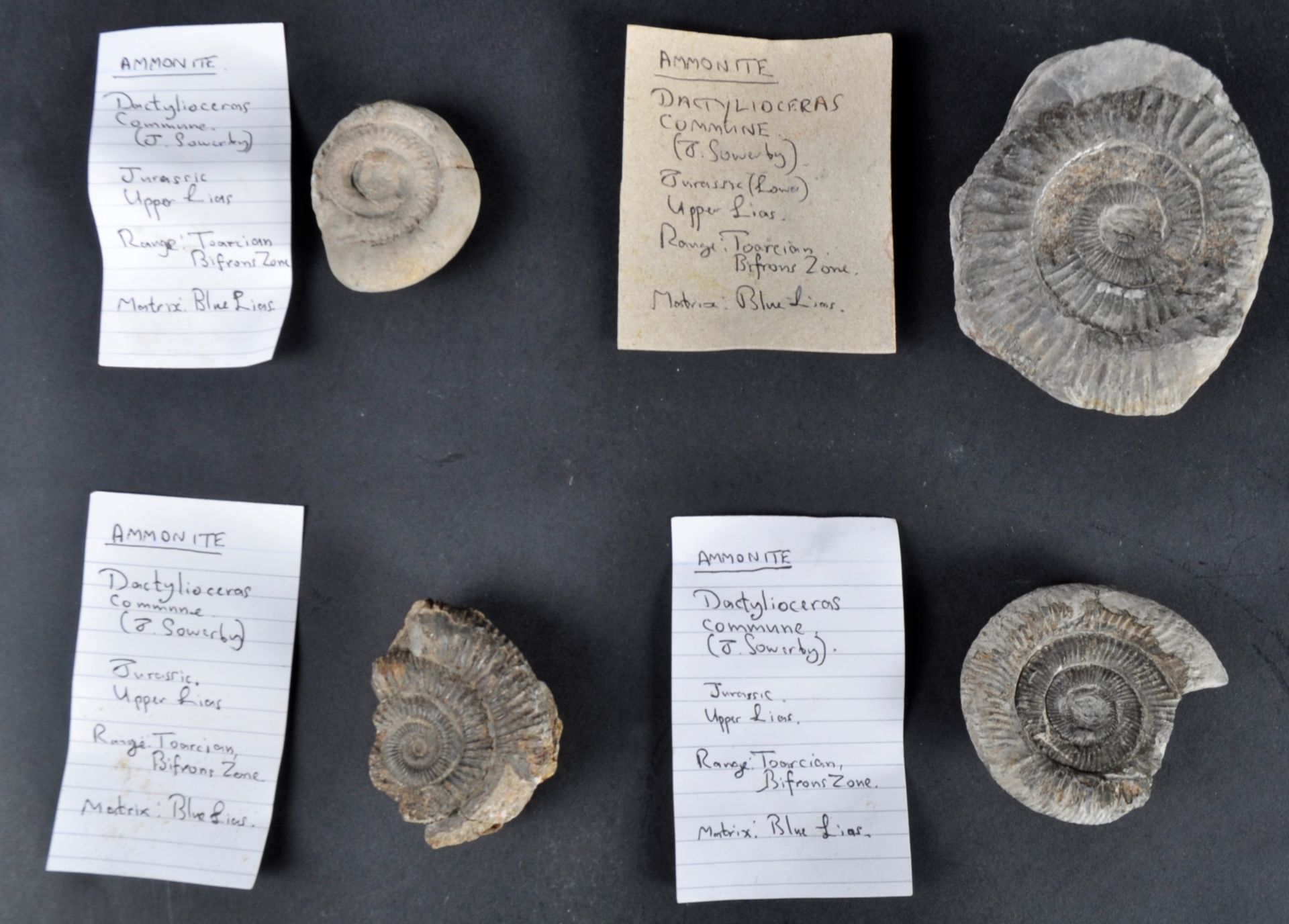 FOSSILS - LARGE COLLECTION OF AMMONITE FOSSILS & COPROLITES - Bild 6 aus 7