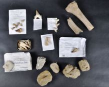 FOSSILS - LARGE COLLECTION OF FOSSILISED TEETH