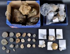 FOSSILS - LARGE COLLECTION OF BIVALVE, ECHINOIDS & AMMONITES