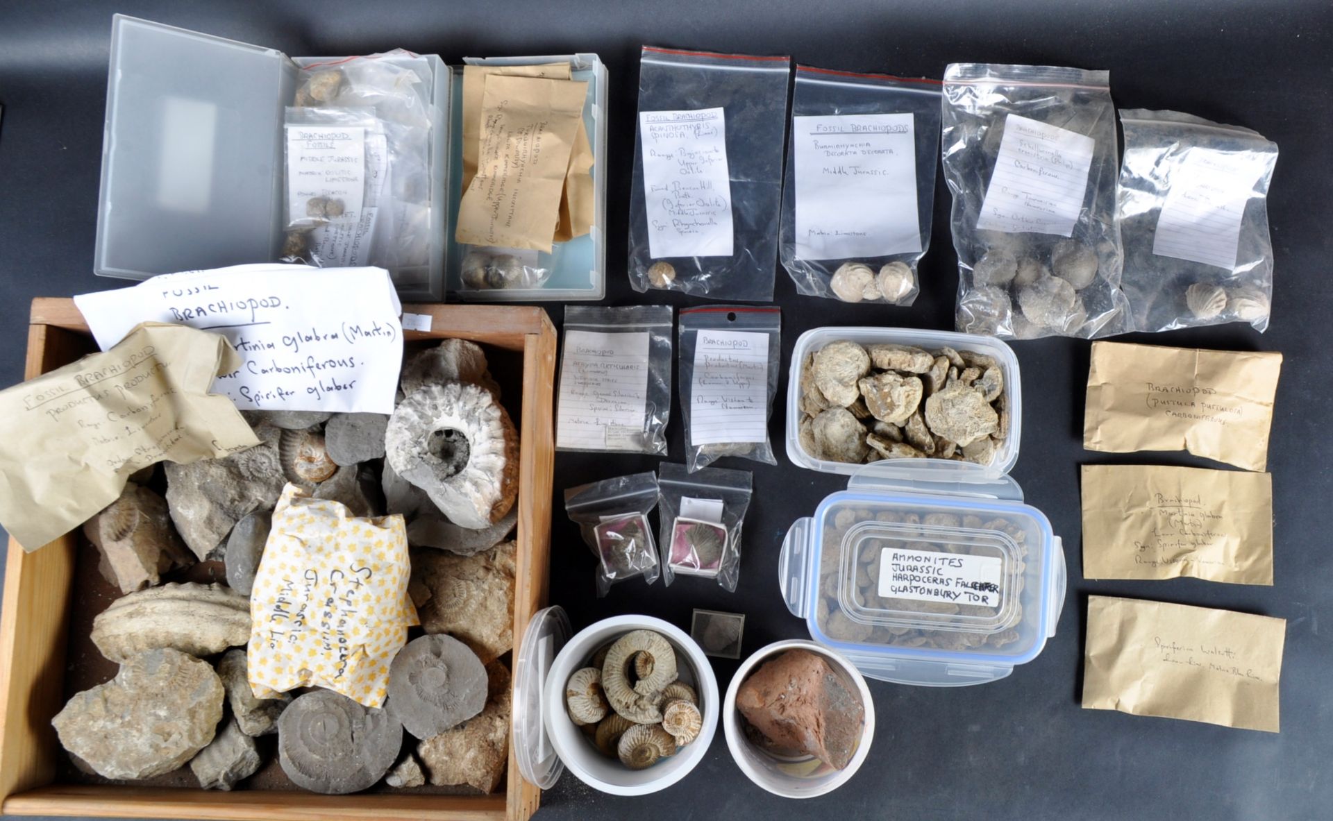 FOSSILS - LARGE COLLECTION OF AMMONITES