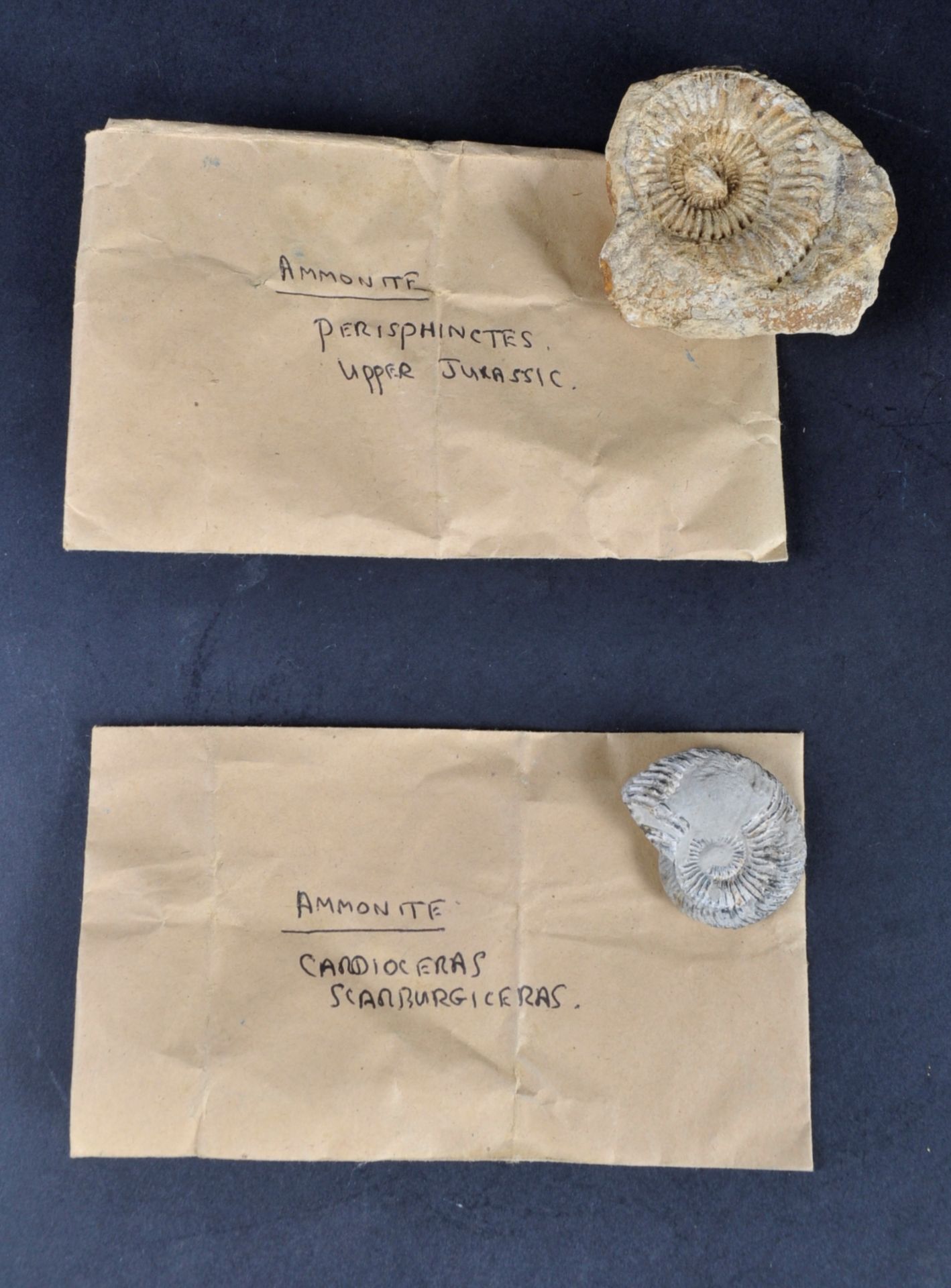 FOSSILS - COLLECTION OF AMMONITES FOSSILS - Bild 5 aus 7