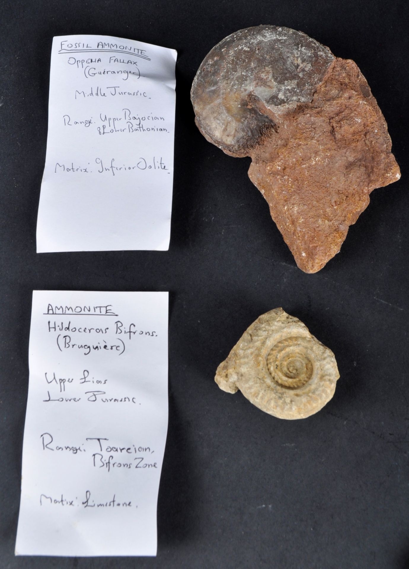 FOSSILS - LARGE COLLECTION OF AMMONITE FOSSILS - Bild 5 aus 7