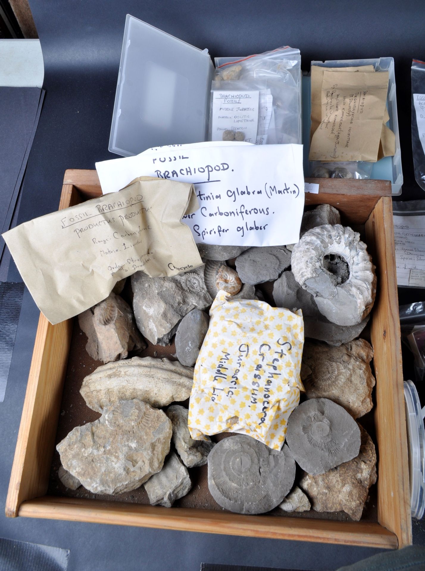 FOSSILS - LARGE COLLECTION OF AMMONITES - Bild 3 aus 8