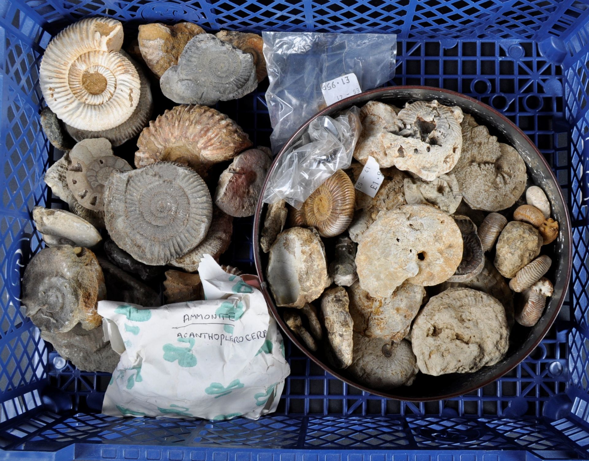 FOSSILS - LARGE COLLECTION OF AMMONITE FOSSILS & COPROLITES - Bild 4 aus 7