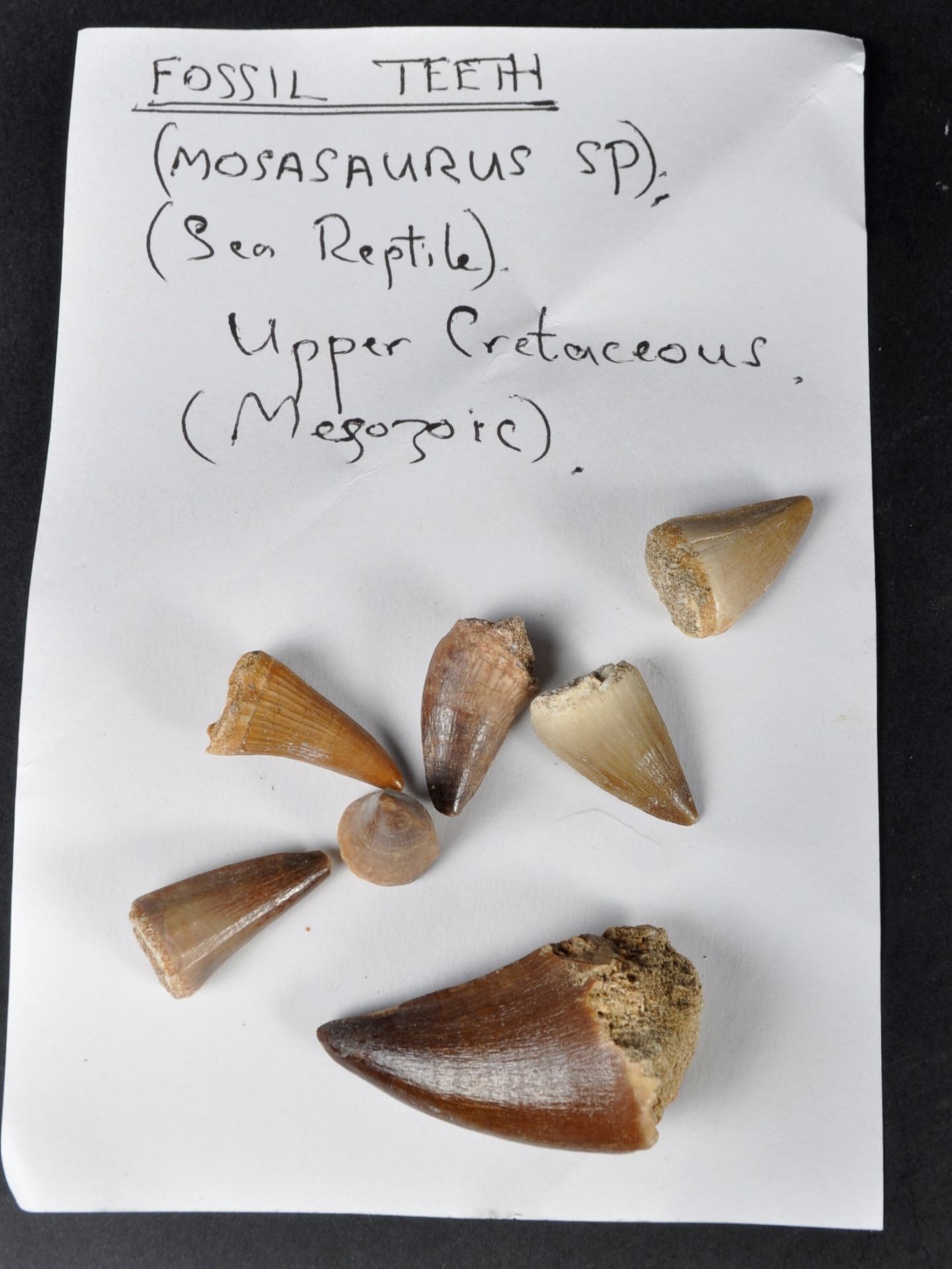 FOSSILS - LARGE COLLECTION OF FOSSILISED TEETH - Bild 4 aus 6