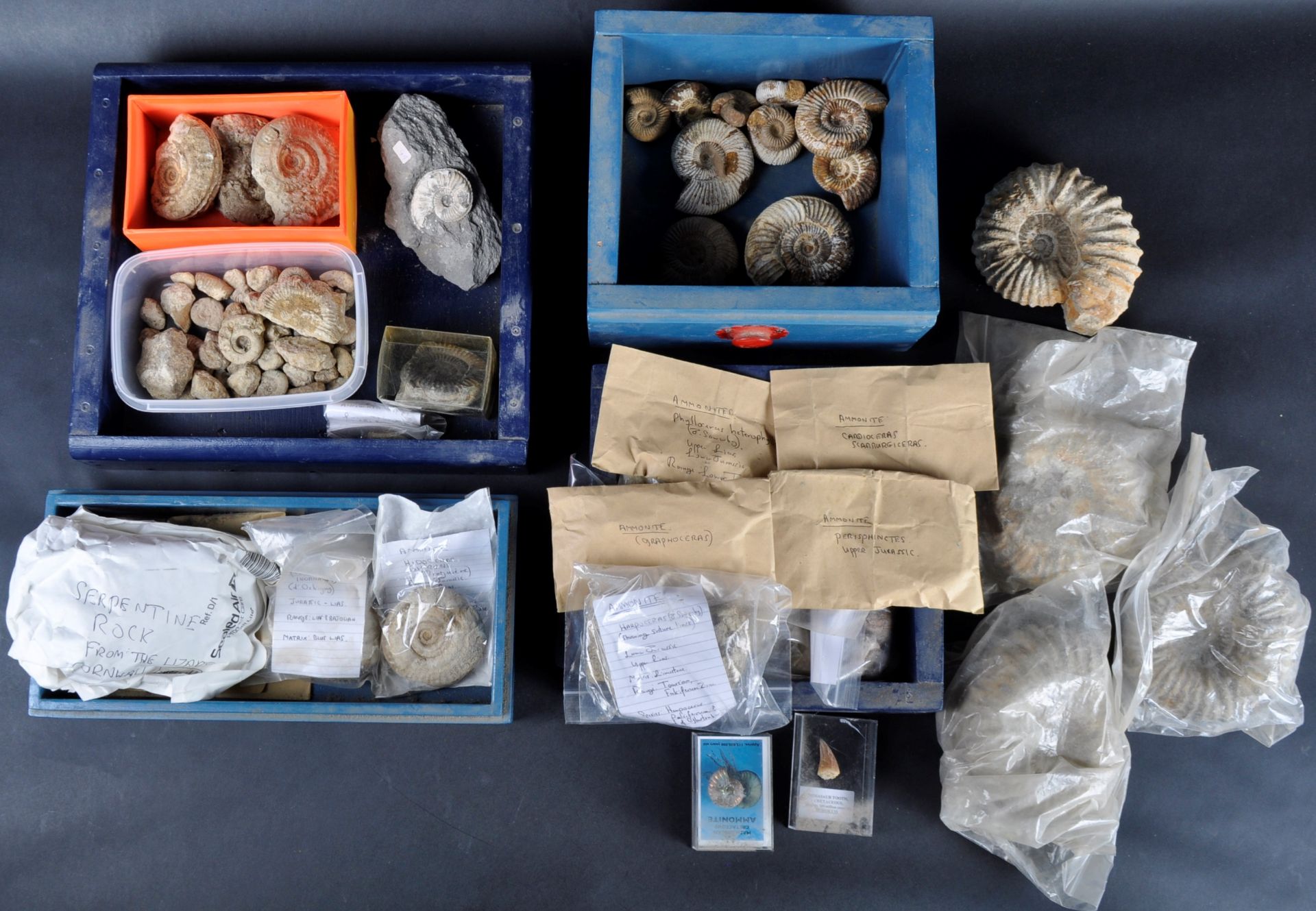 FOSSILS - COLLECTION OF AMMONITES FOSSILS