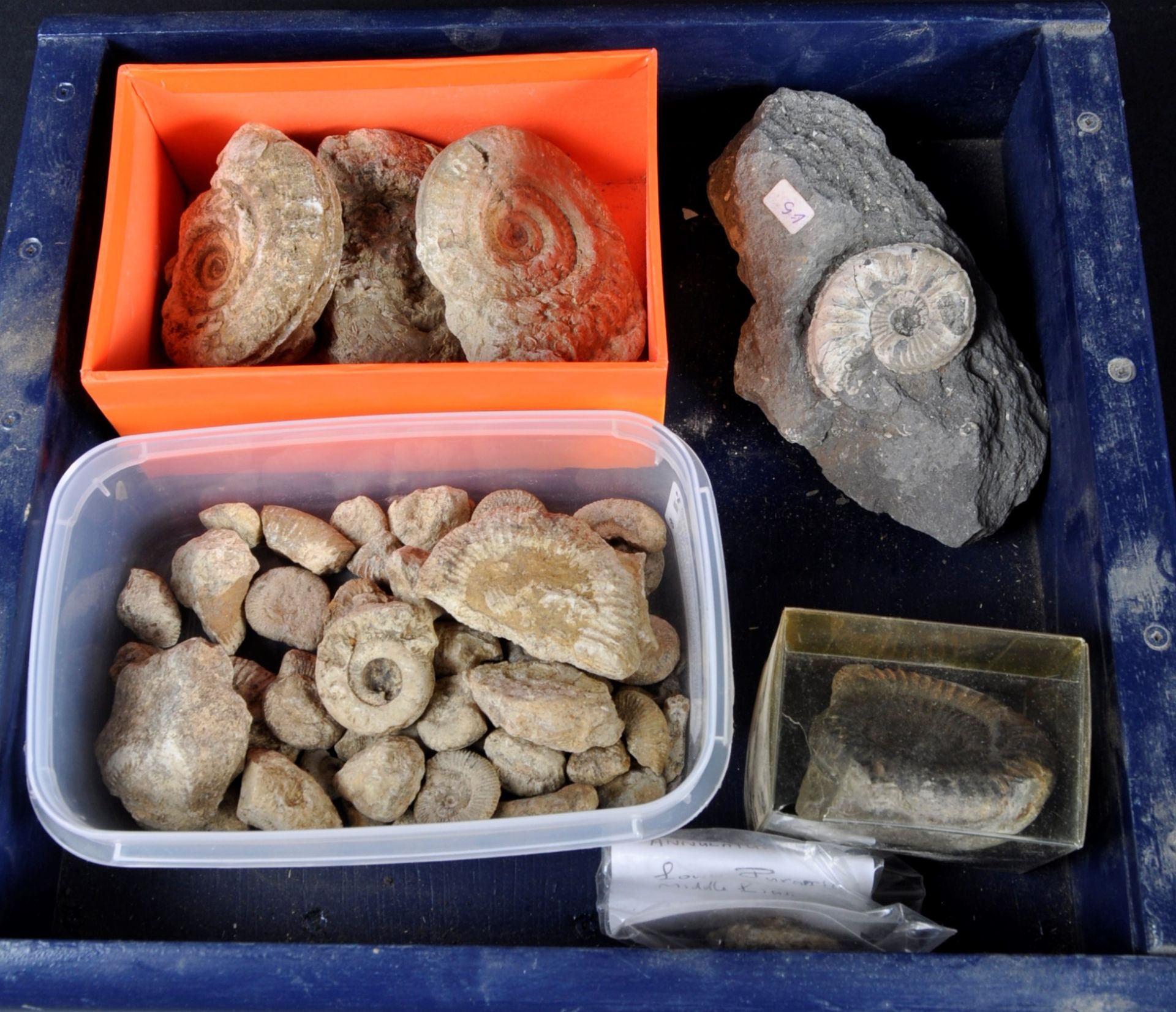 FOSSILS - COLLECTION OF AMMONITES FOSSILS - Bild 2 aus 7