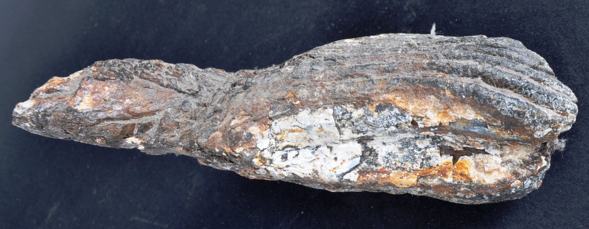 FOSSILISED BRITISH MAMMOTH TOOTH - Image 4 of 6