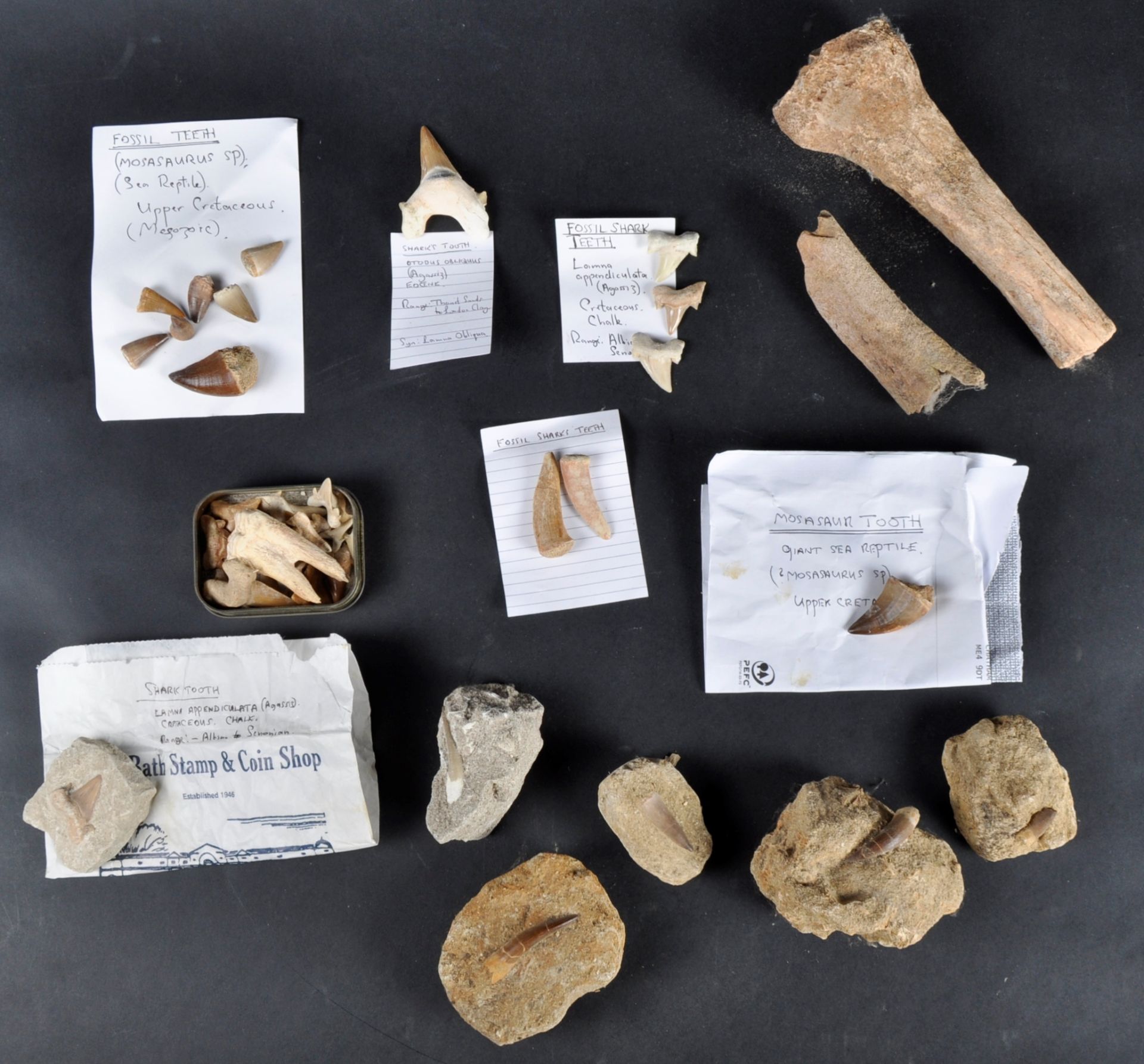 FOSSILS - LARGE COLLECTION OF FOSSILISED TEETH - Bild 2 aus 6