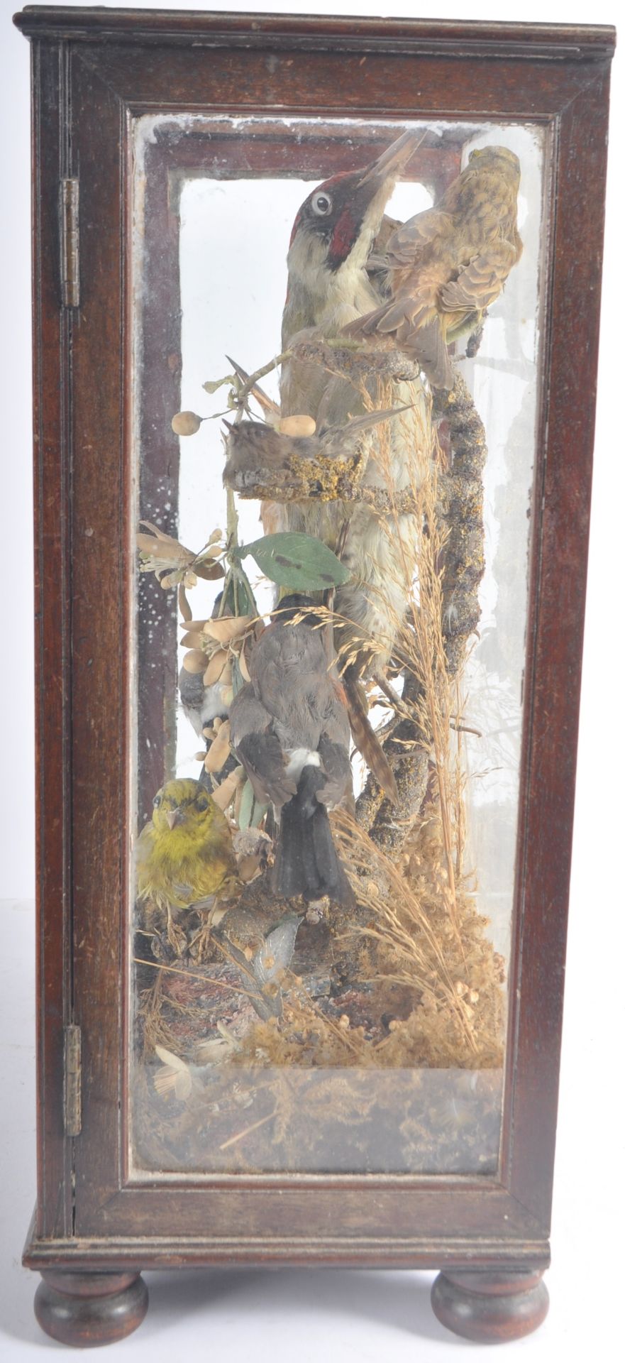 TAXIDERMY & NATURAL HISTORY - VICTORIAN CASED BIRDS - Bild 2 aus 10