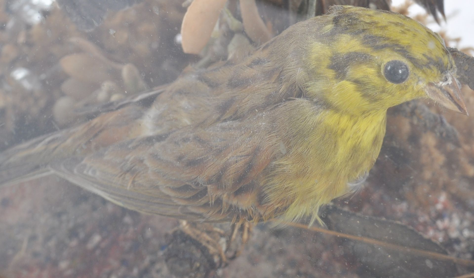 TAXIDERMY & NATURAL HISTORY - VICTORIAN CASED BIRDS - Bild 8 aus 10