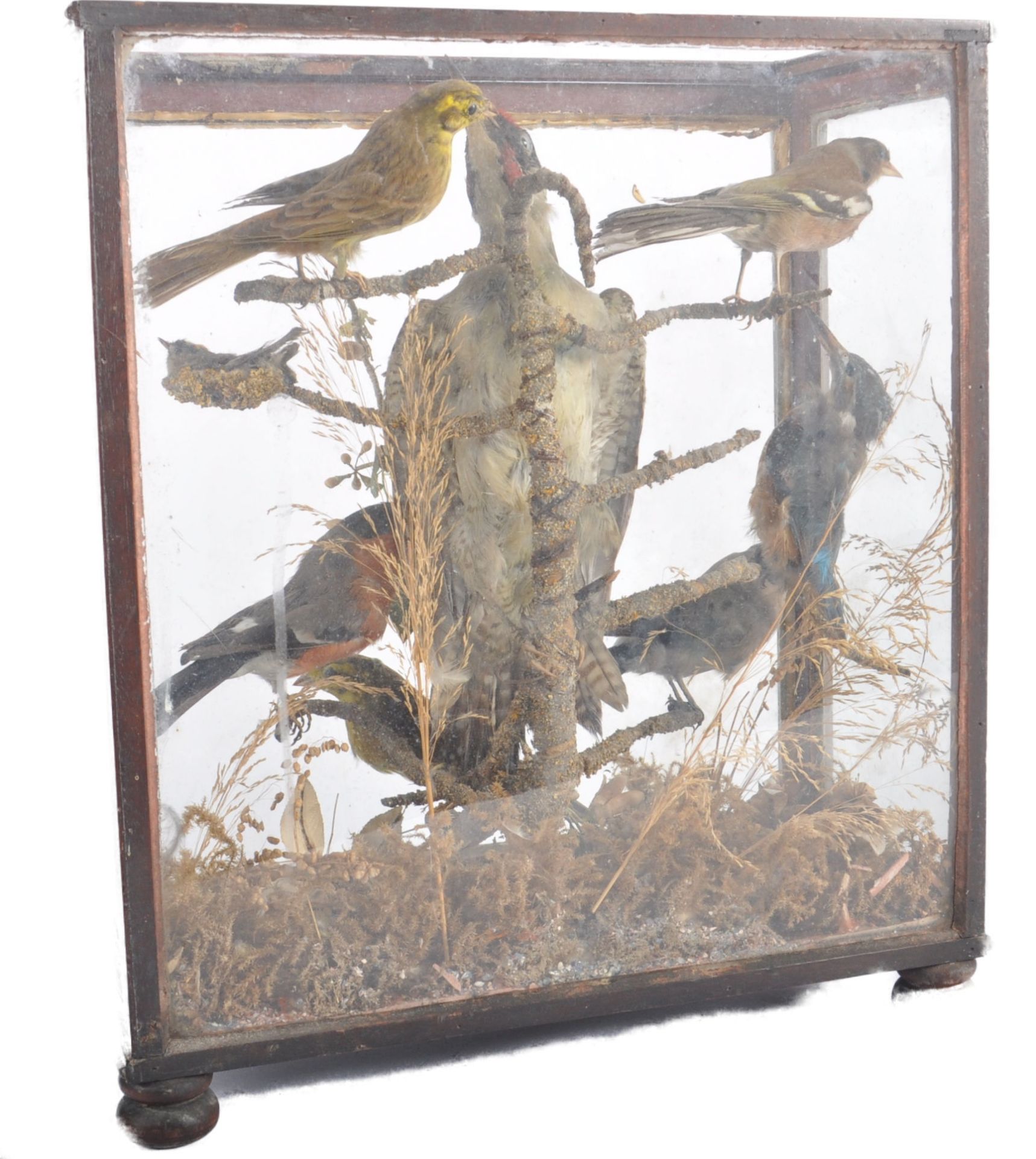 TAXIDERMY & NATURAL HISTORY - VICTORIAN CASED BIRDS - Bild 3 aus 10