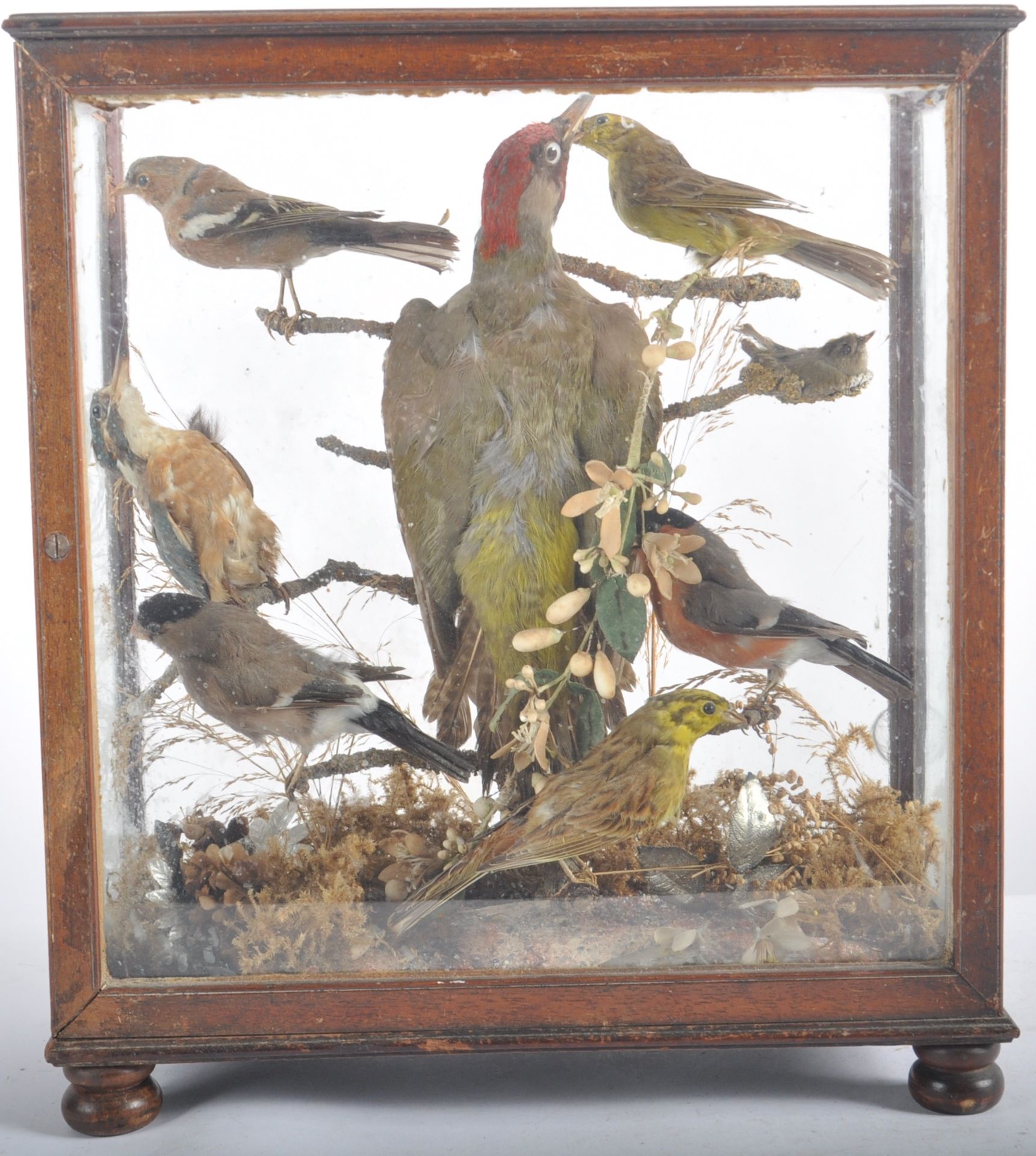 TAXIDERMY & NATURAL HISTORY - VICTORIAN CASED BIRDS - Bild 4 aus 10