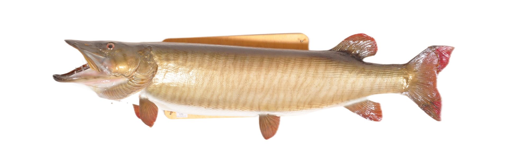 LARGE 20TH CENTURY FORMED FIBERGLASS MODEL PIKE