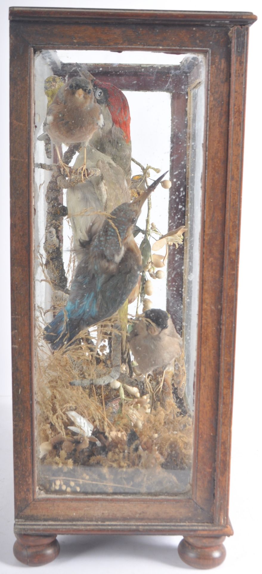 TAXIDERMY & NATURAL HISTORY - VICTORIAN CASED BIRDS - Bild 5 aus 10