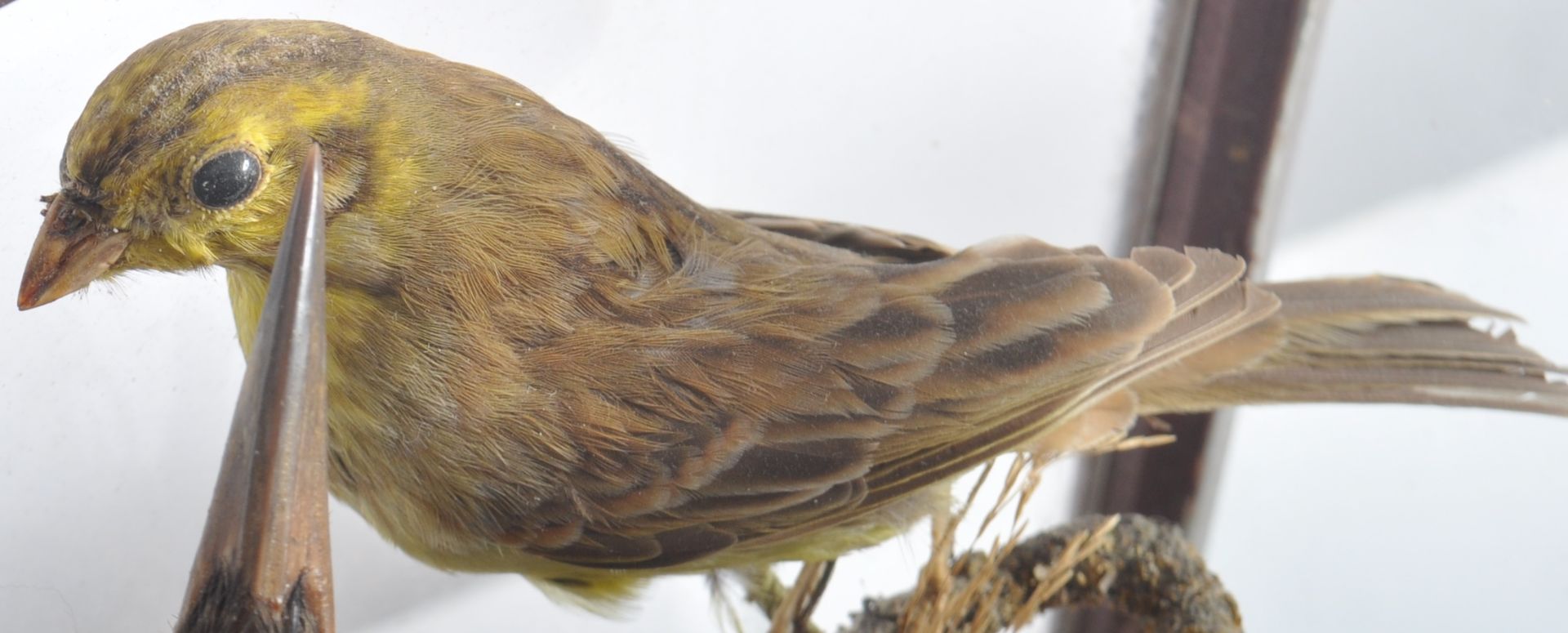 TAXIDERMY & NATURAL HISTORY - VICTORIAN CASED BIRDS - Bild 6 aus 10