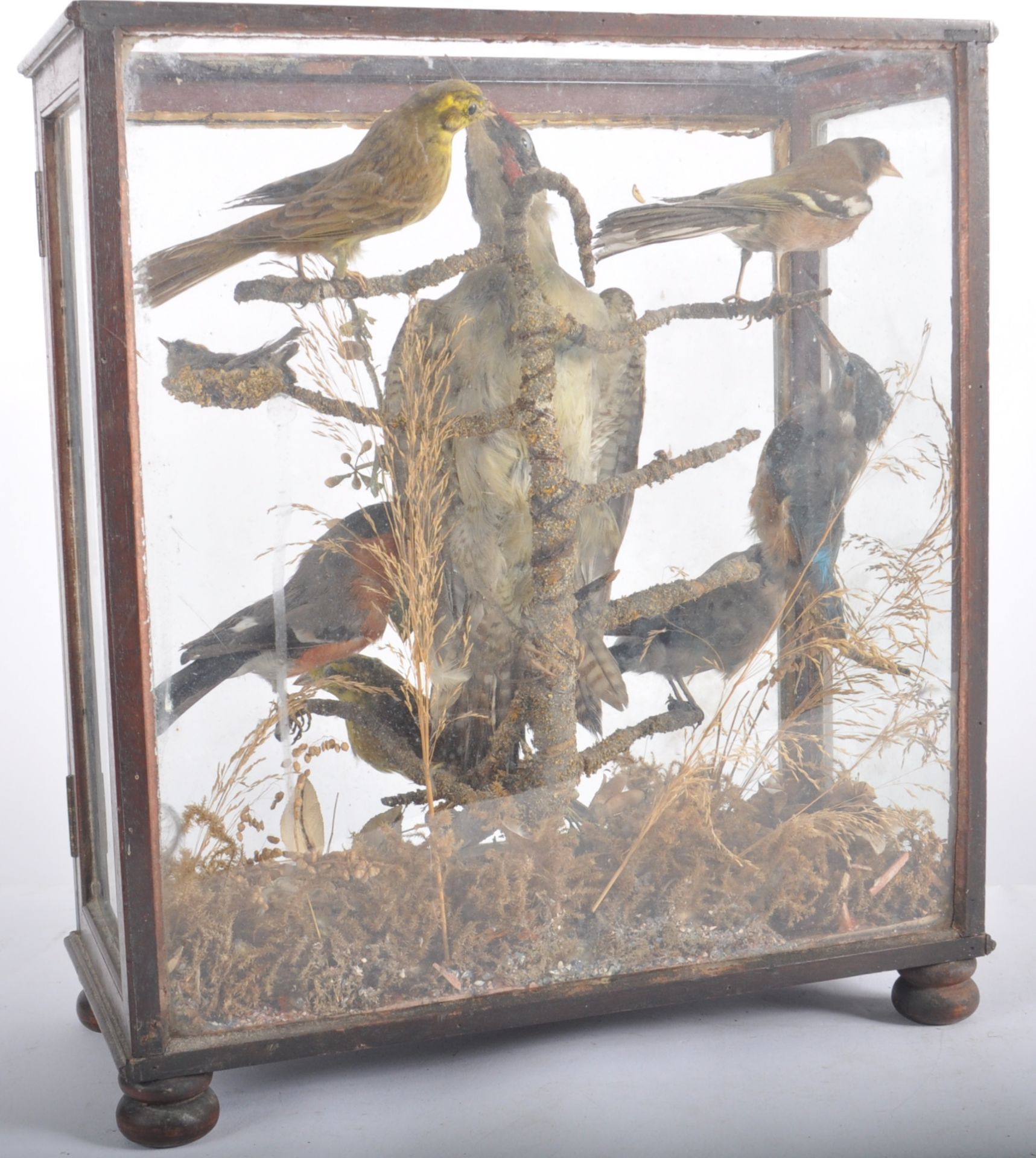 TAXIDERMY & NATURAL HISTORY - VICTORIAN CASED BIRDS