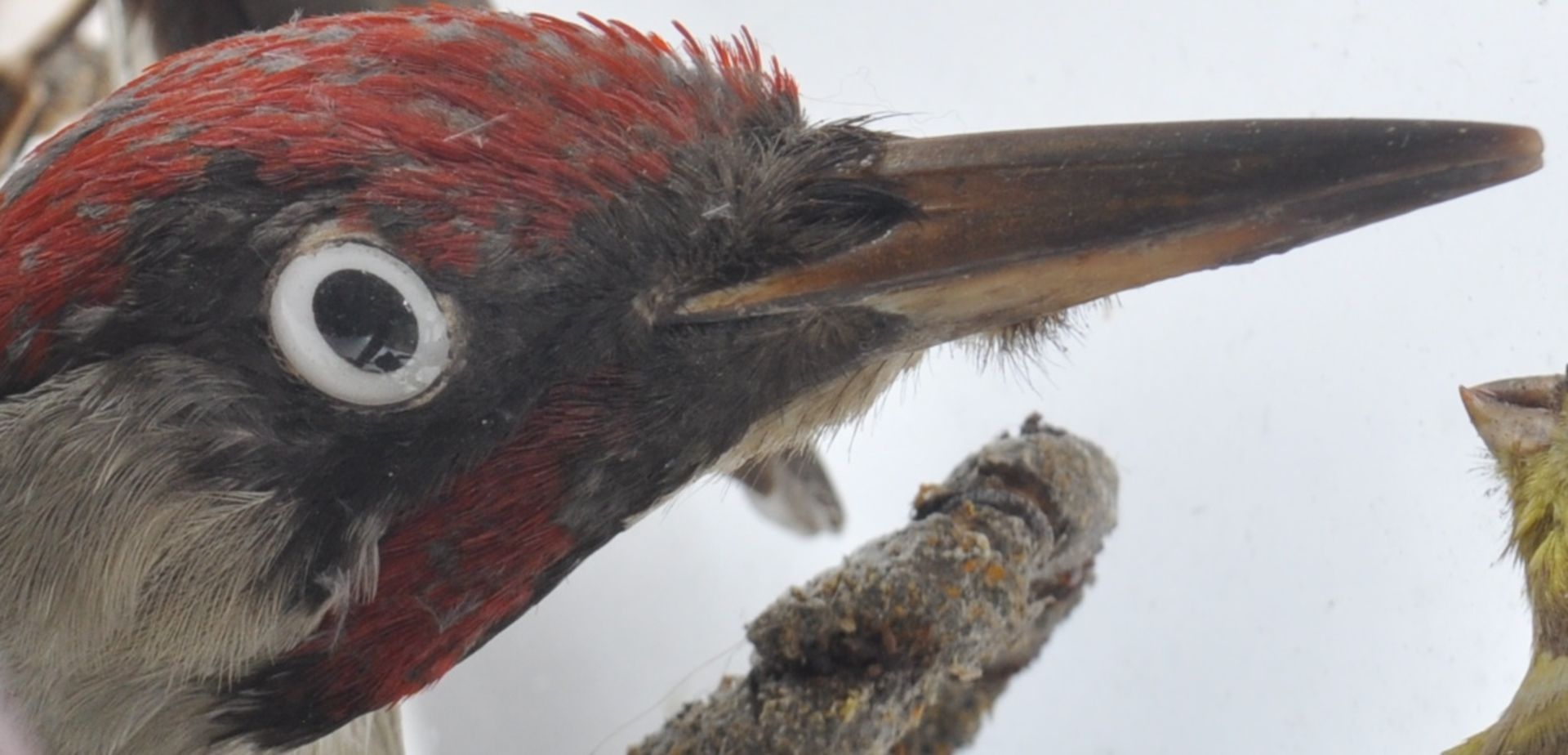 TAXIDERMY & NATURAL HISTORY - VICTORIAN CASED BIRDS - Bild 9 aus 10