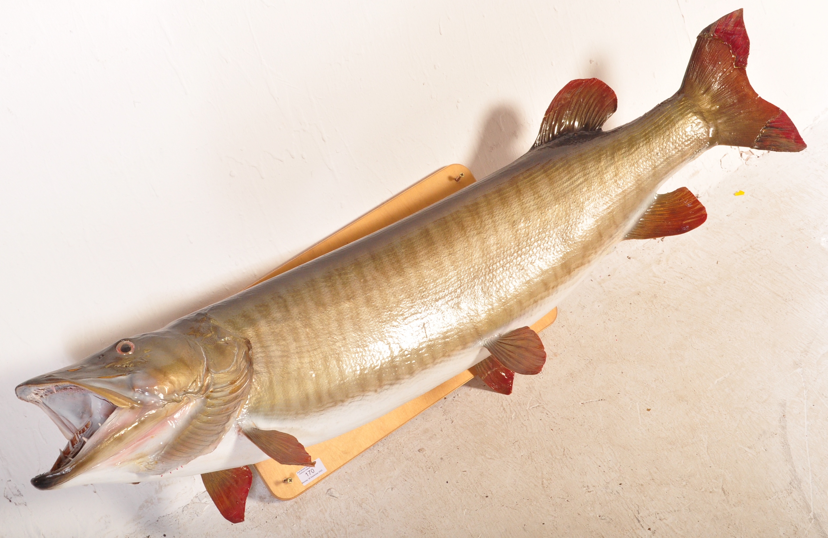 LARGE 20TH CENTURY FORMED FIBERGLASS MODEL PIKE - Image 2 of 6