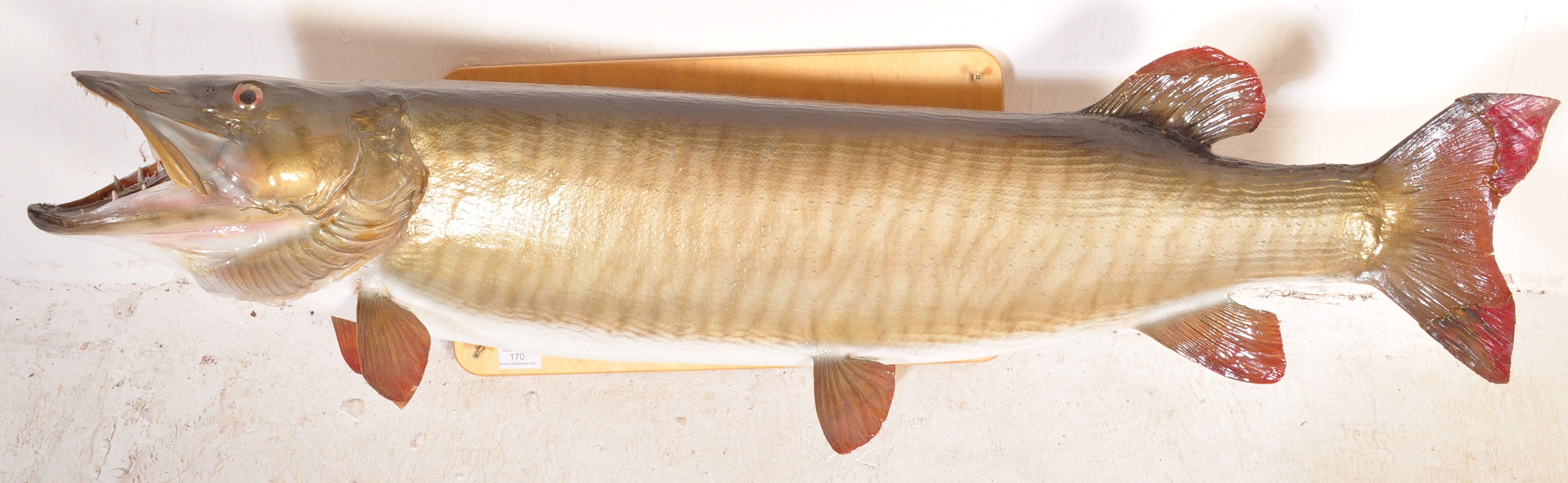 LARGE 20TH CENTURY FORMED FIBERGLASS MODEL PIKE