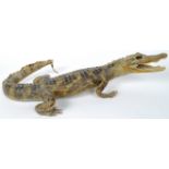 20TH CENTURY TAXIDERMY CAYMAN ALLIGATOR