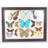 ENTOMOLOGY TAXIDERMY BUTTERFLY COLLECTION