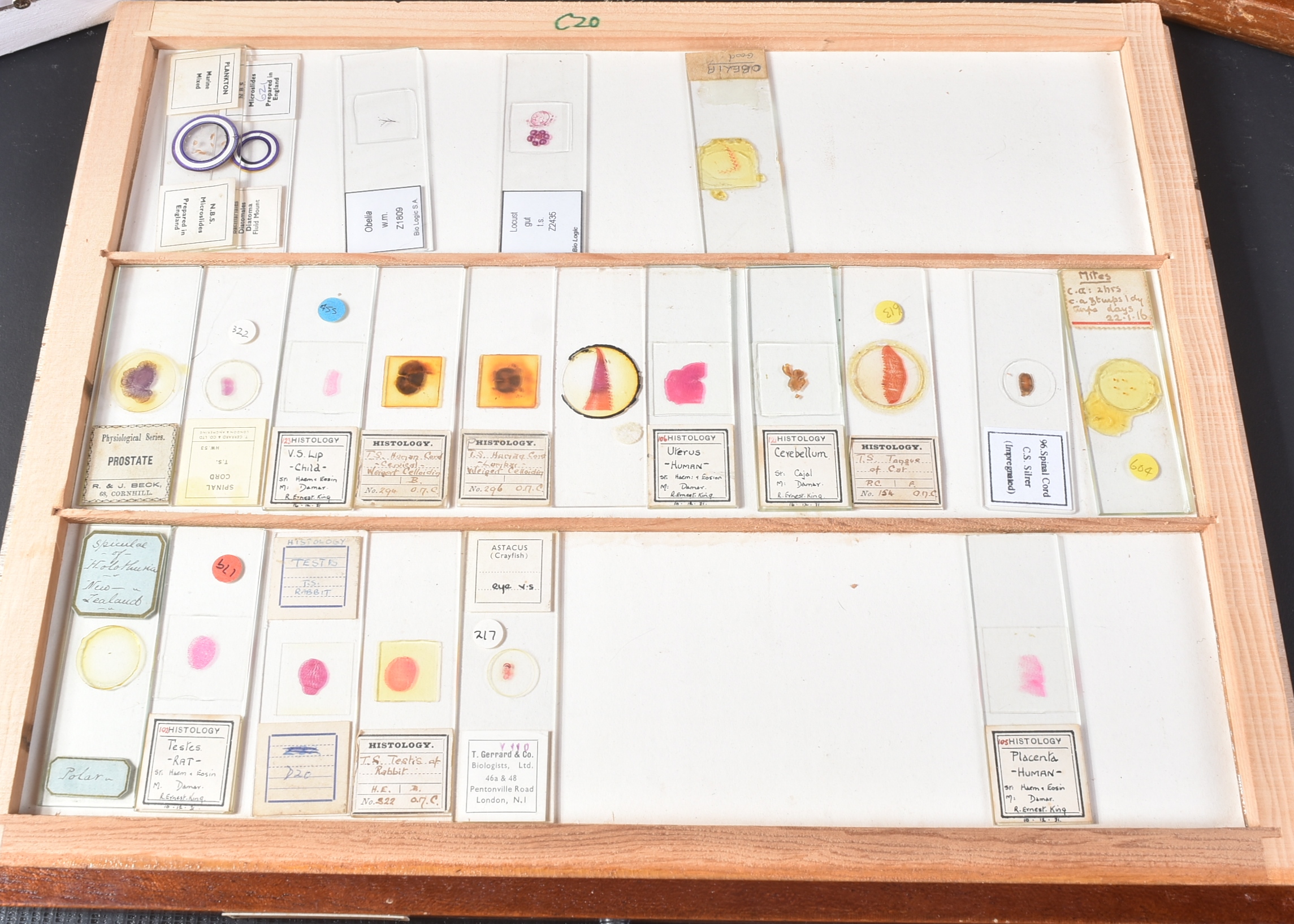 LARGE & EXTENSIVE BECK CABINET MICROSCOPE SLIDE COLLECTION - Image 36 of 101