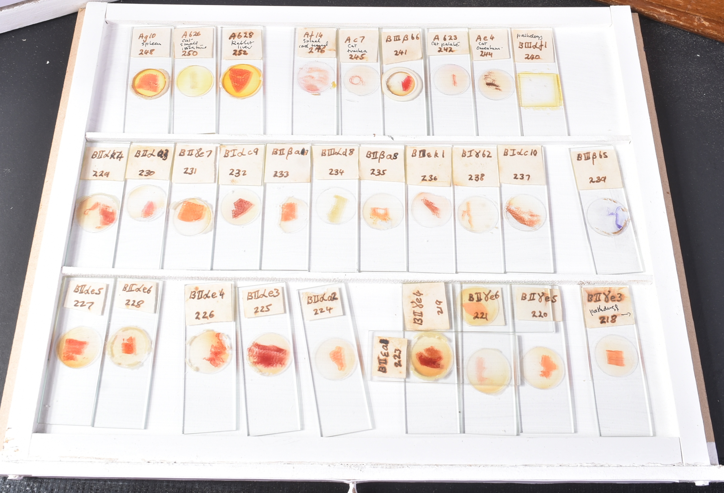 LARGE & EXTENSIVE BECK CABINET MICROSCOPE SLIDE COLLECTION - Image 86 of 101