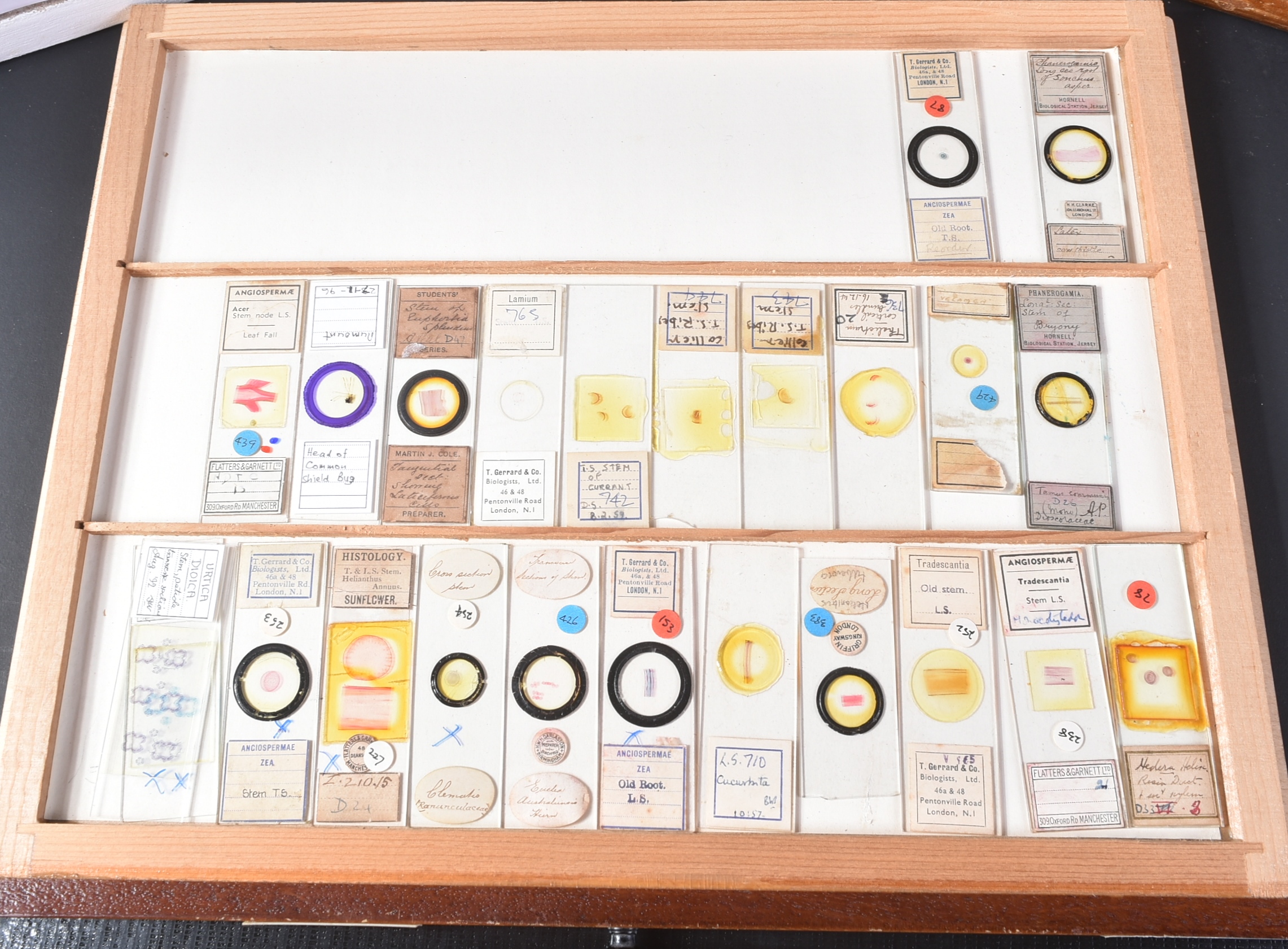 LARGE & EXTENSIVE BECK CABINET MICROSCOPE SLIDE COLLECTION - Image 27 of 101
