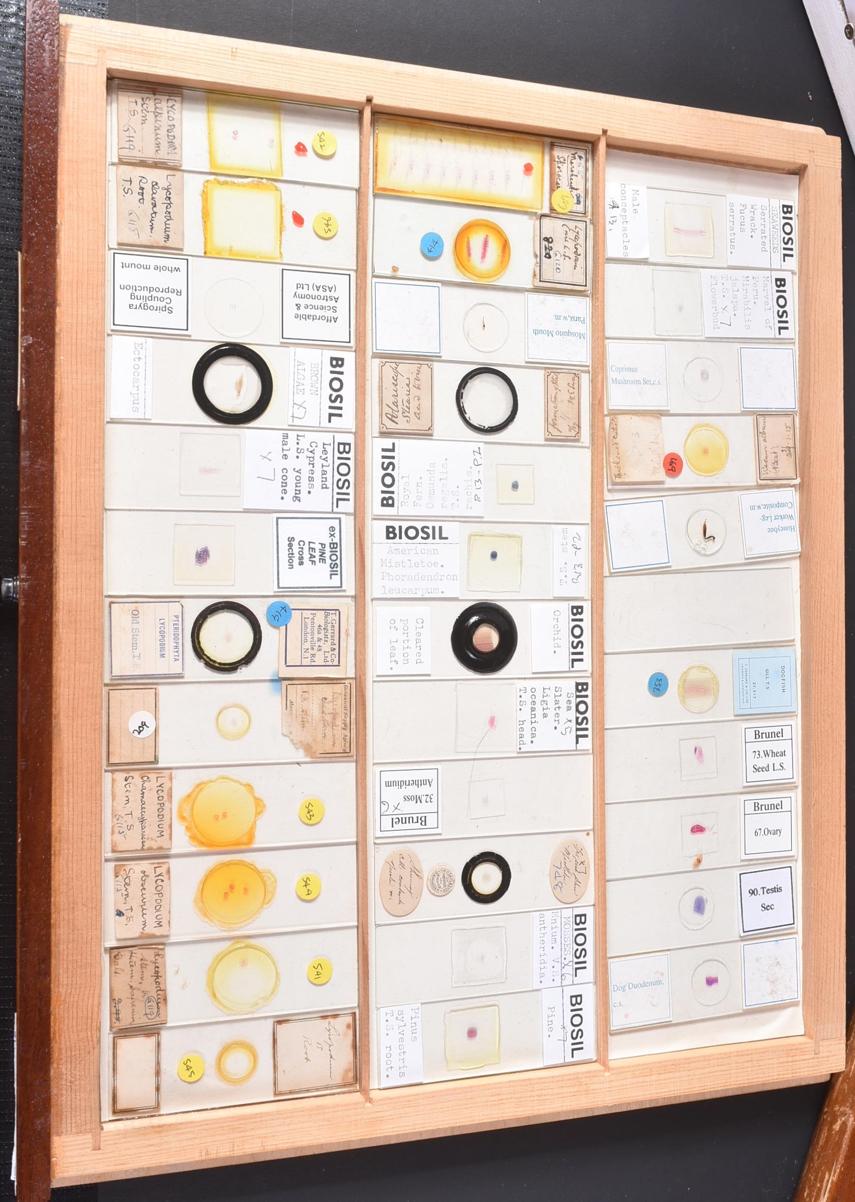 LARGE & EXTENSIVE BECK CABINET MICROSCOPE SLIDE COLLECTION - Image 17 of 101