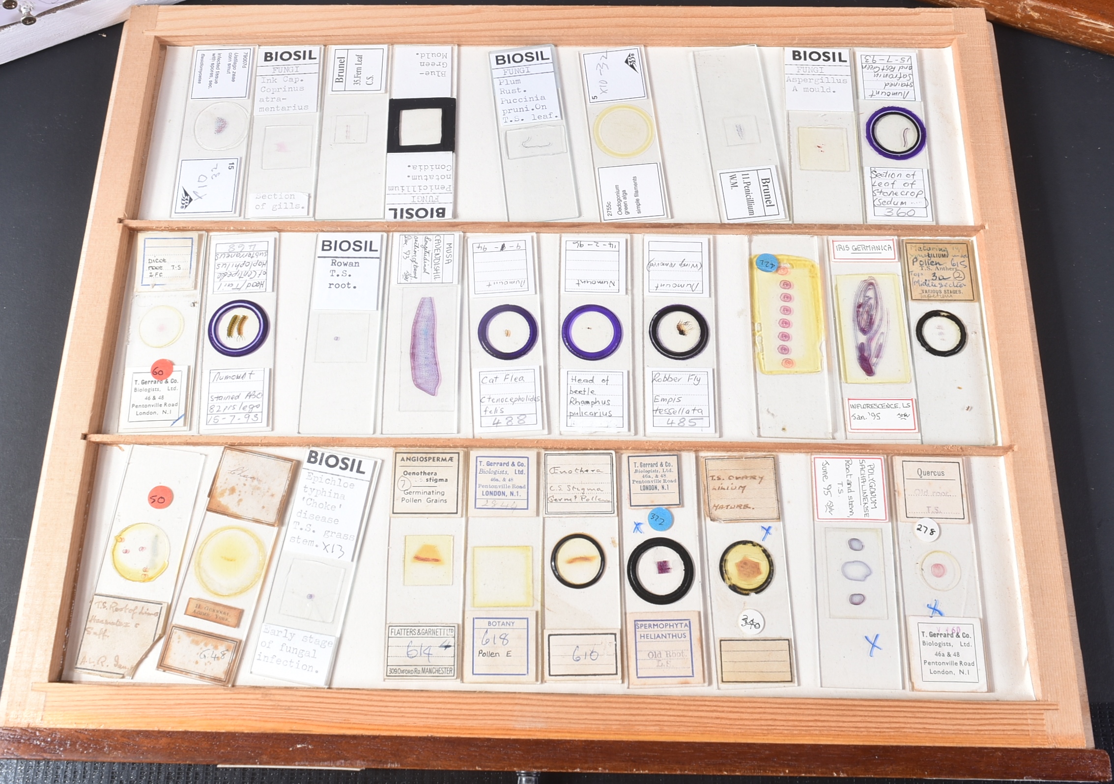 LARGE & EXTENSIVE BECK CABINET MICROSCOPE SLIDE COLLECTION - Image 25 of 101