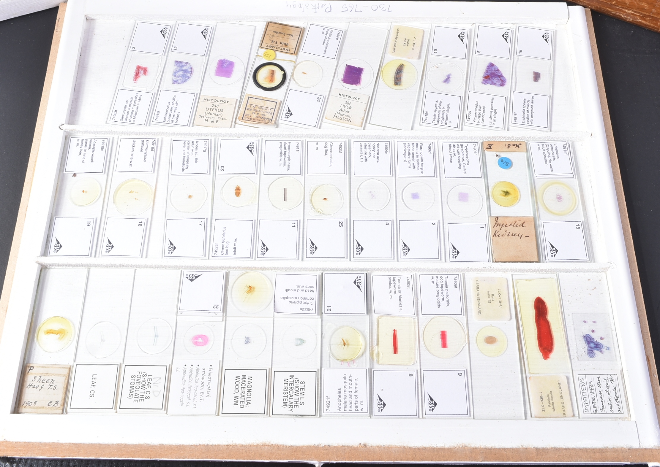 LARGE & EXTENSIVE BECK CABINET MICROSCOPE SLIDE COLLECTION - Image 51 of 101
