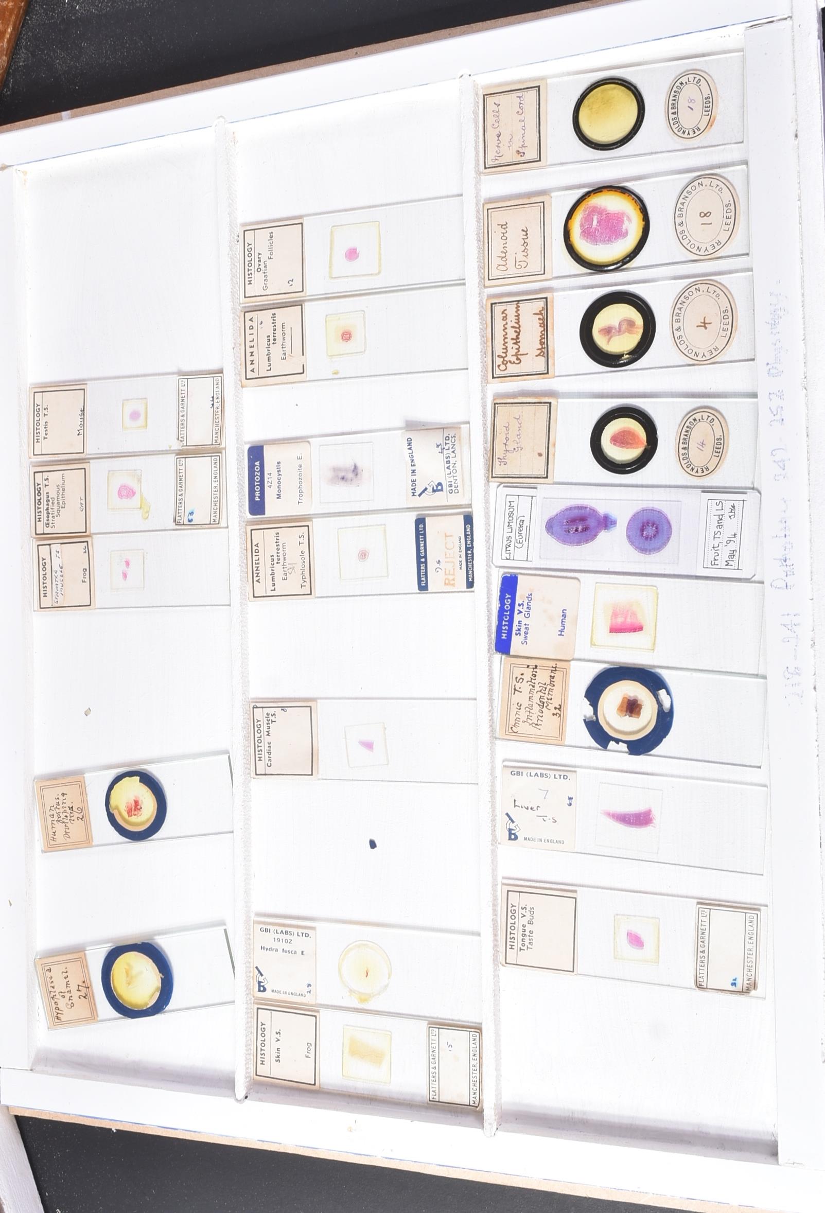 LARGE & EXTENSIVE BECK CABINET MICROSCOPE SLIDE COLLECTION - Image 99 of 101