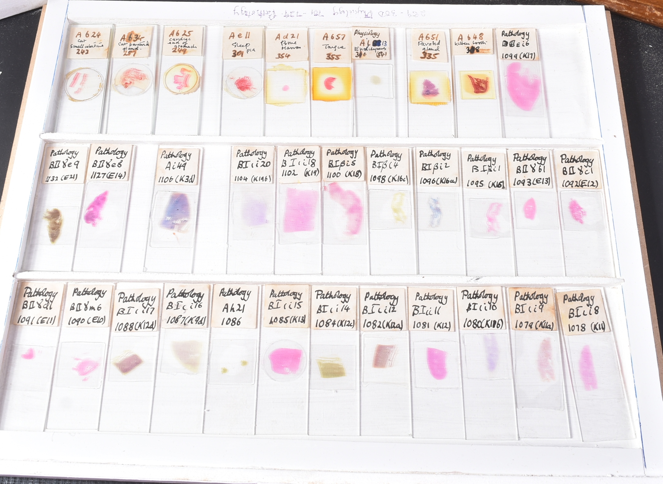 LARGE & EXTENSIVE BECK CABINET MICROSCOPE SLIDE COLLECTION - Image 98 of 101