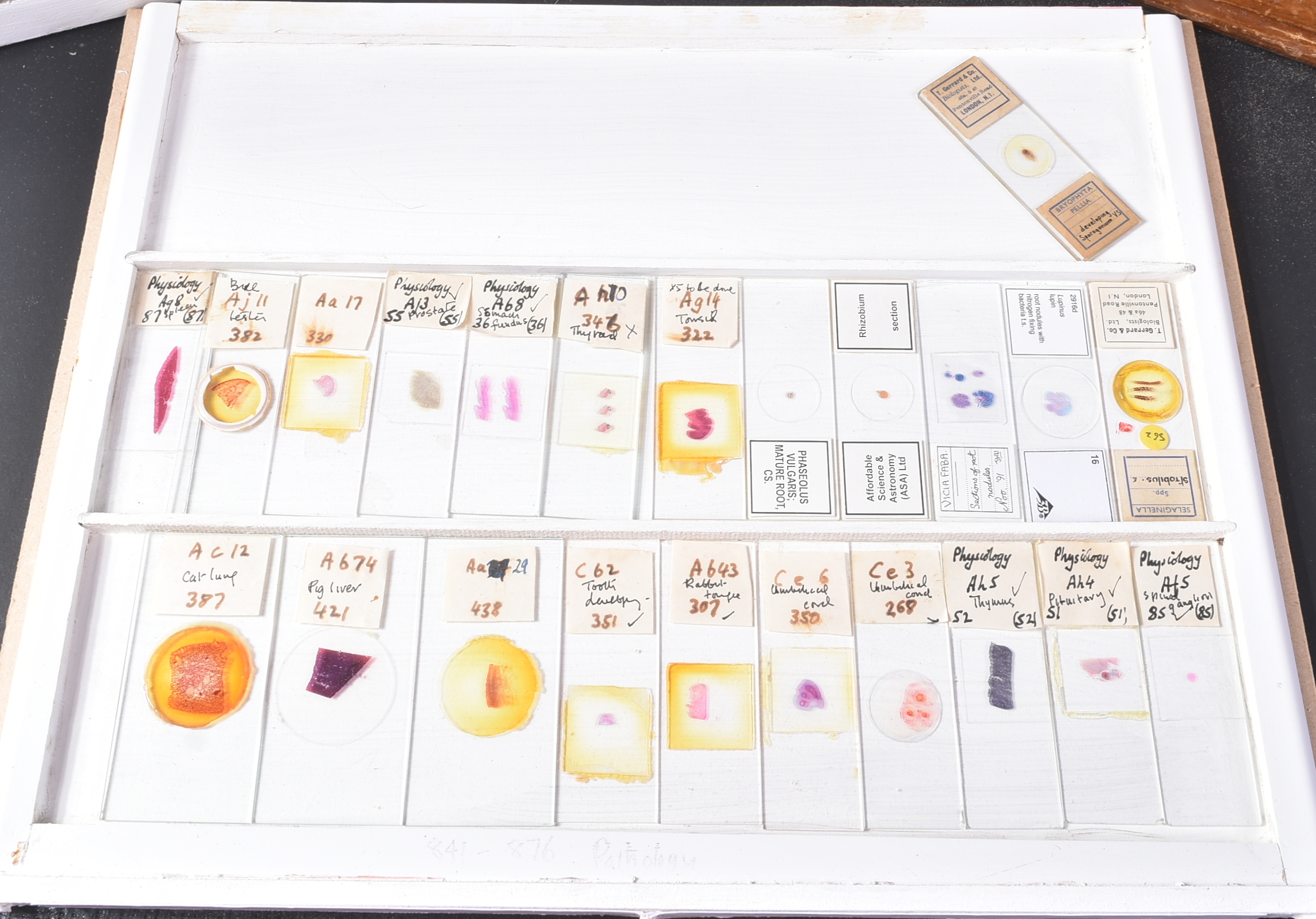 LARGE & EXTENSIVE BECK CABINET MICROSCOPE SLIDE COLLECTION - Image 87 of 101