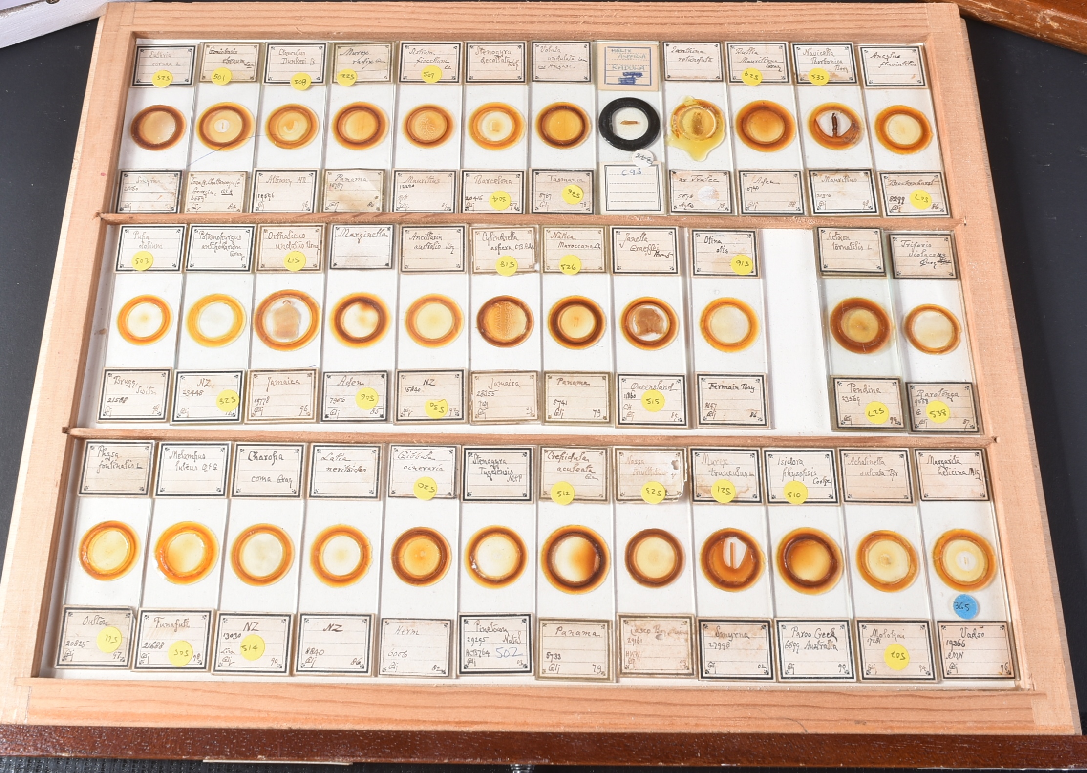 LARGE & EXTENSIVE BECK CABINET MICROSCOPE SLIDE COLLECTION - Image 30 of 101