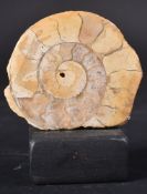 NATURAL HISTORY = POLISHED AMMONITE FOSSIL ON STAND.