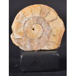 NATURAL HISTORY = POLISHED AMMONITE FOSSIL ON STAND.