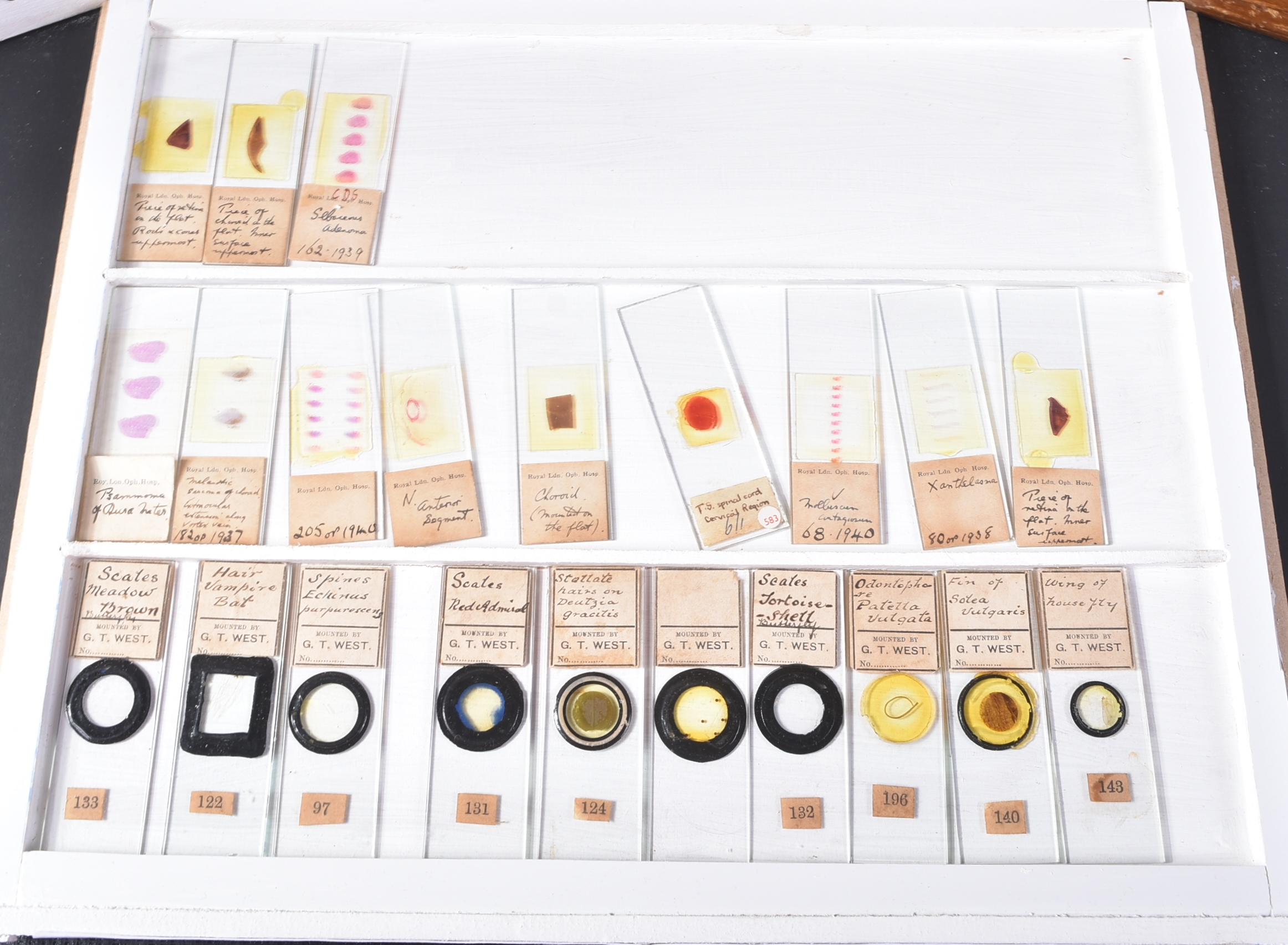 LARGE & EXTENSIVE BECK CABINET MICROSCOPE SLIDE COLLECTION - Image 65 of 101