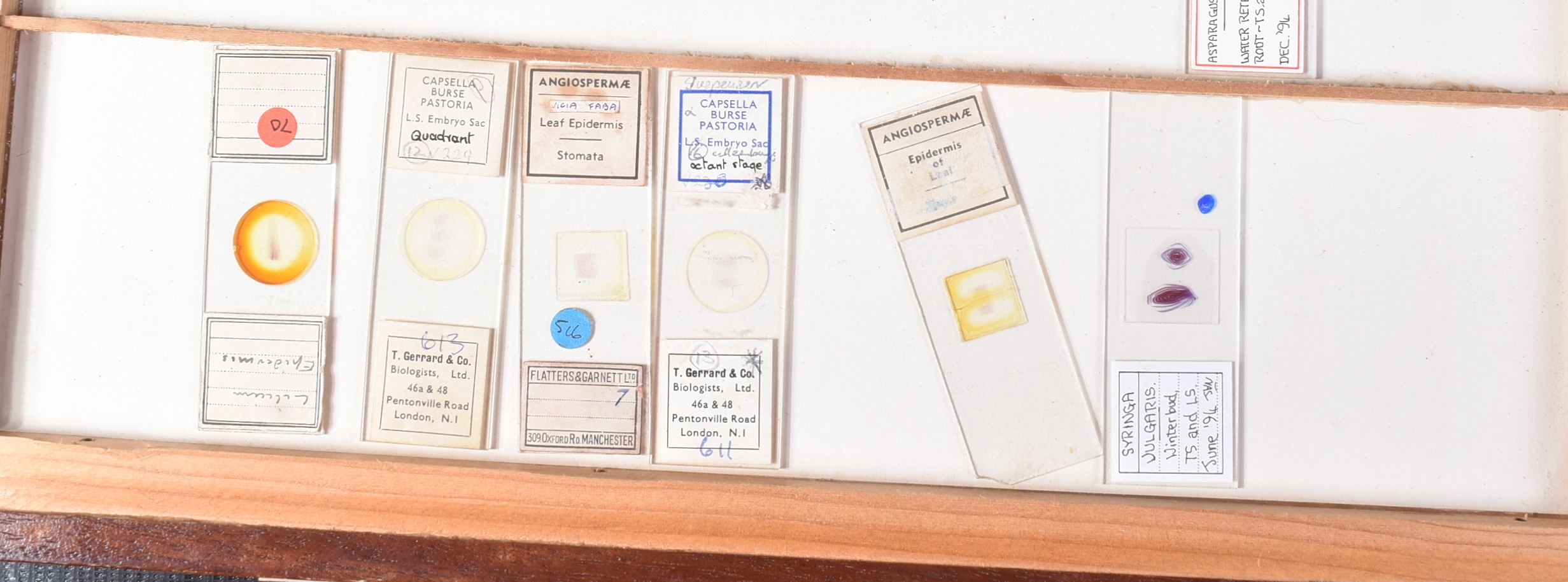 LARGE & EXTENSIVE BECK CABINET MICROSCOPE SLIDE COLLECTION - Image 19 of 101