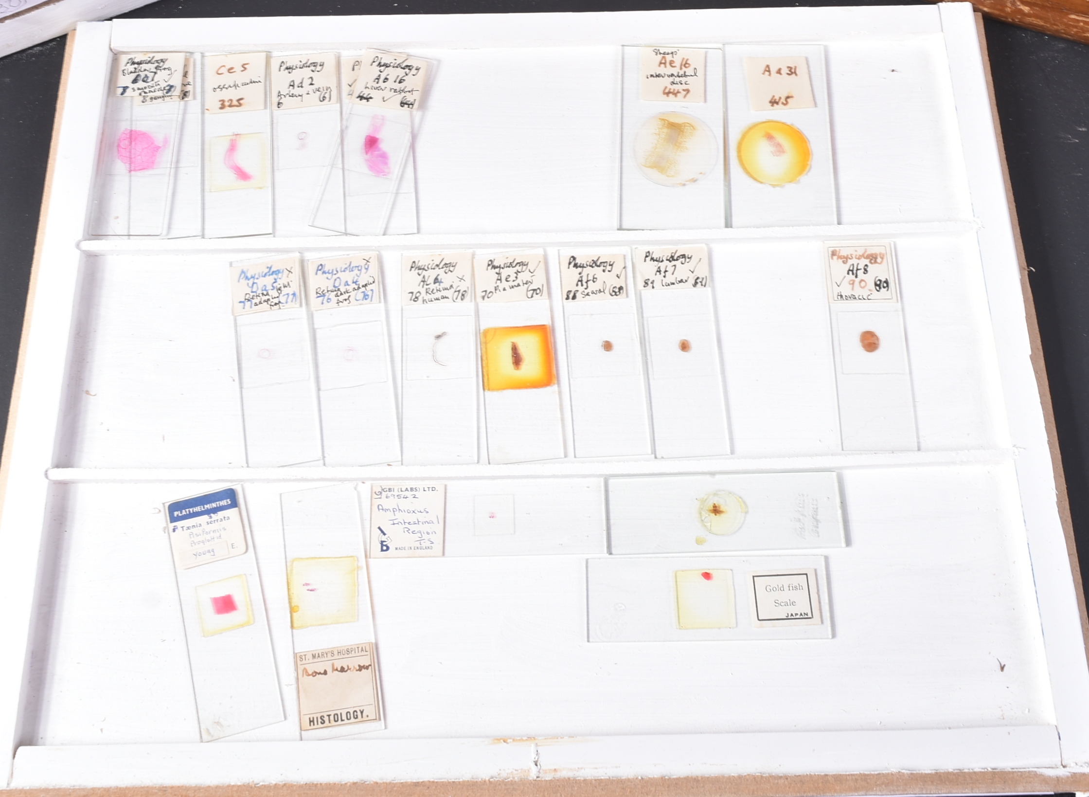 LARGE & EXTENSIVE BECK CABINET MICROSCOPE SLIDE COLLECTION - Image 76 of 101