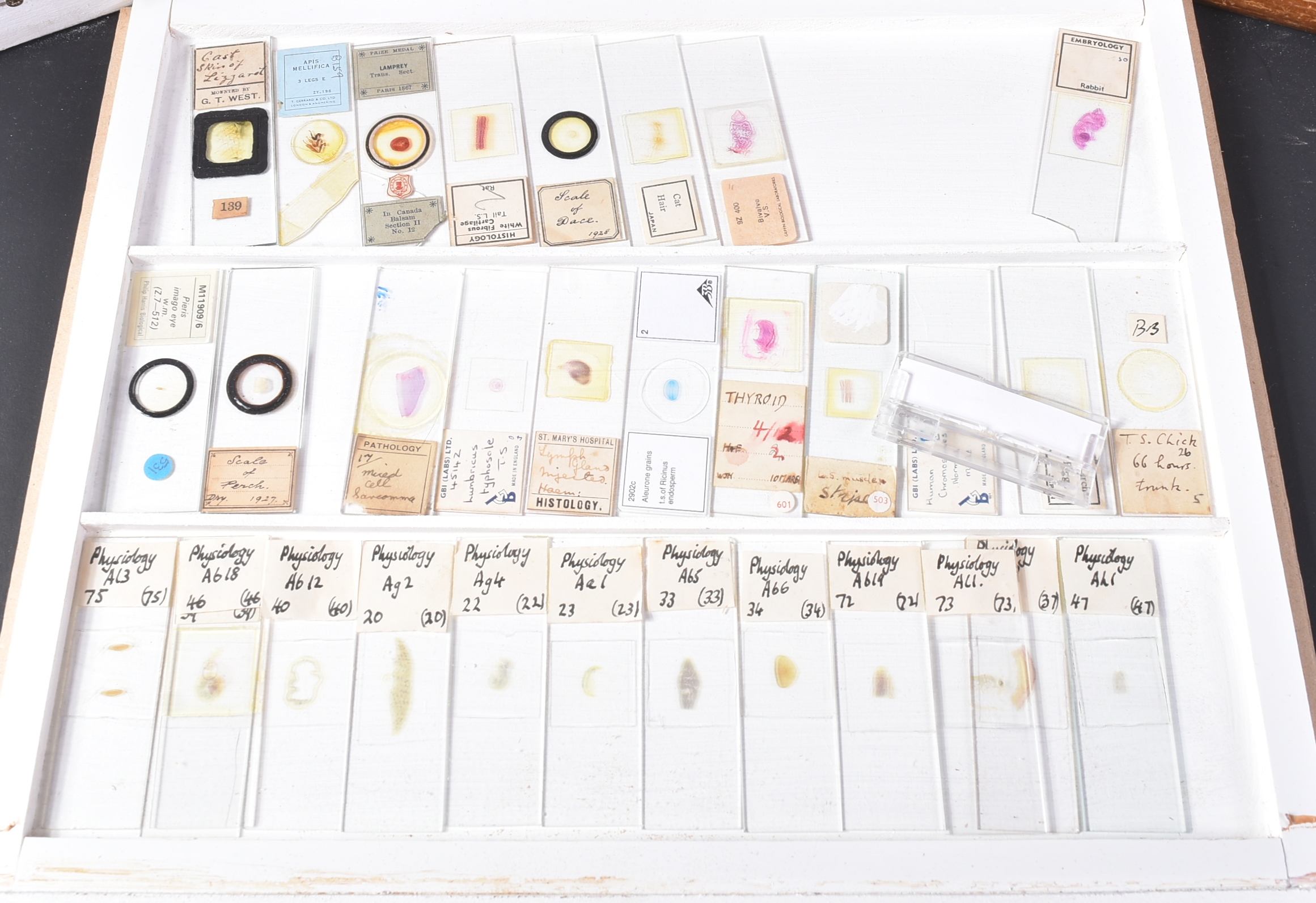 LARGE & EXTENSIVE BECK CABINET MICROSCOPE SLIDE COLLECTION - Image 74 of 101