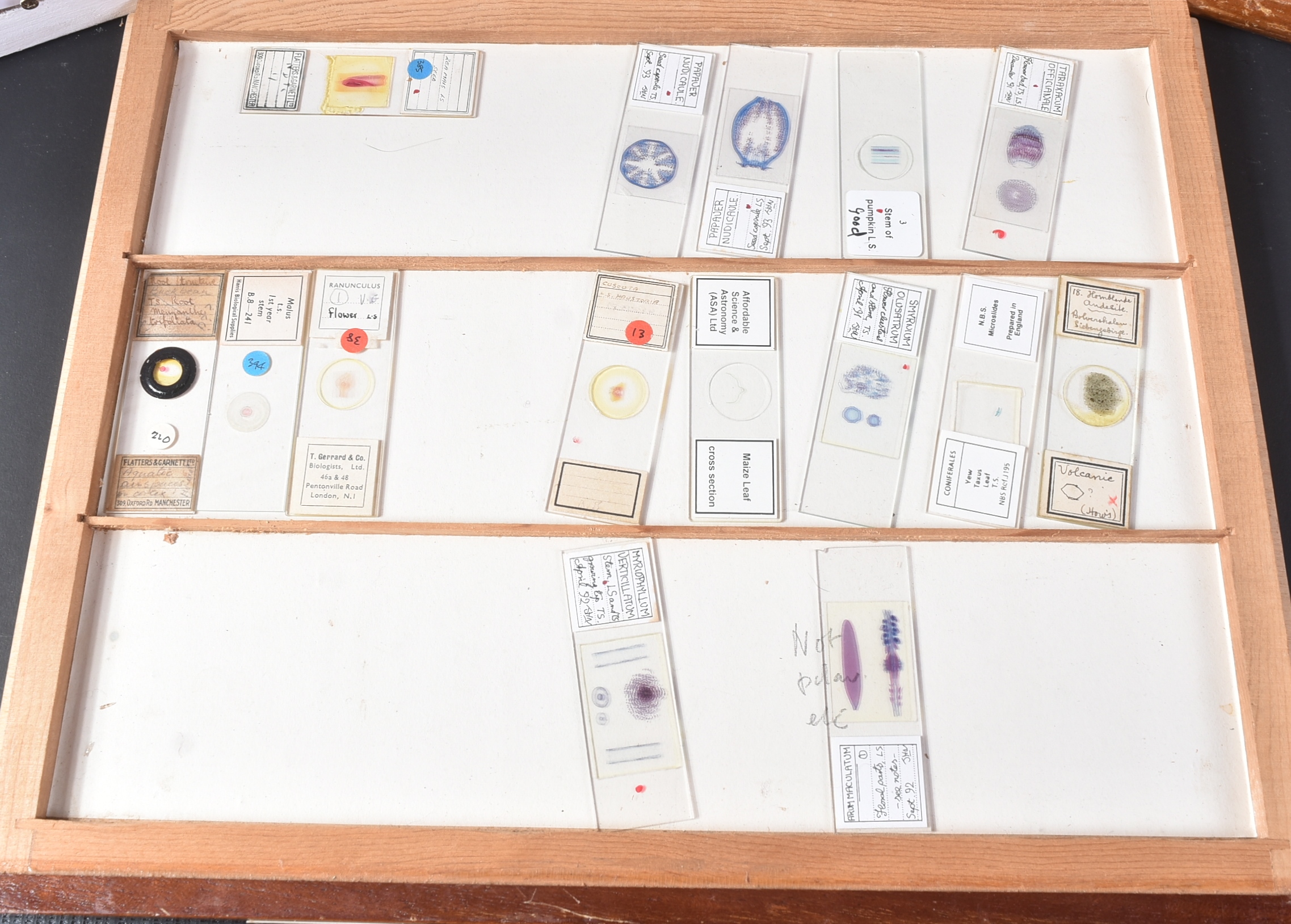LARGE & EXTENSIVE BECK CABINET MICROSCOPE SLIDE COLLECTION - Image 35 of 101