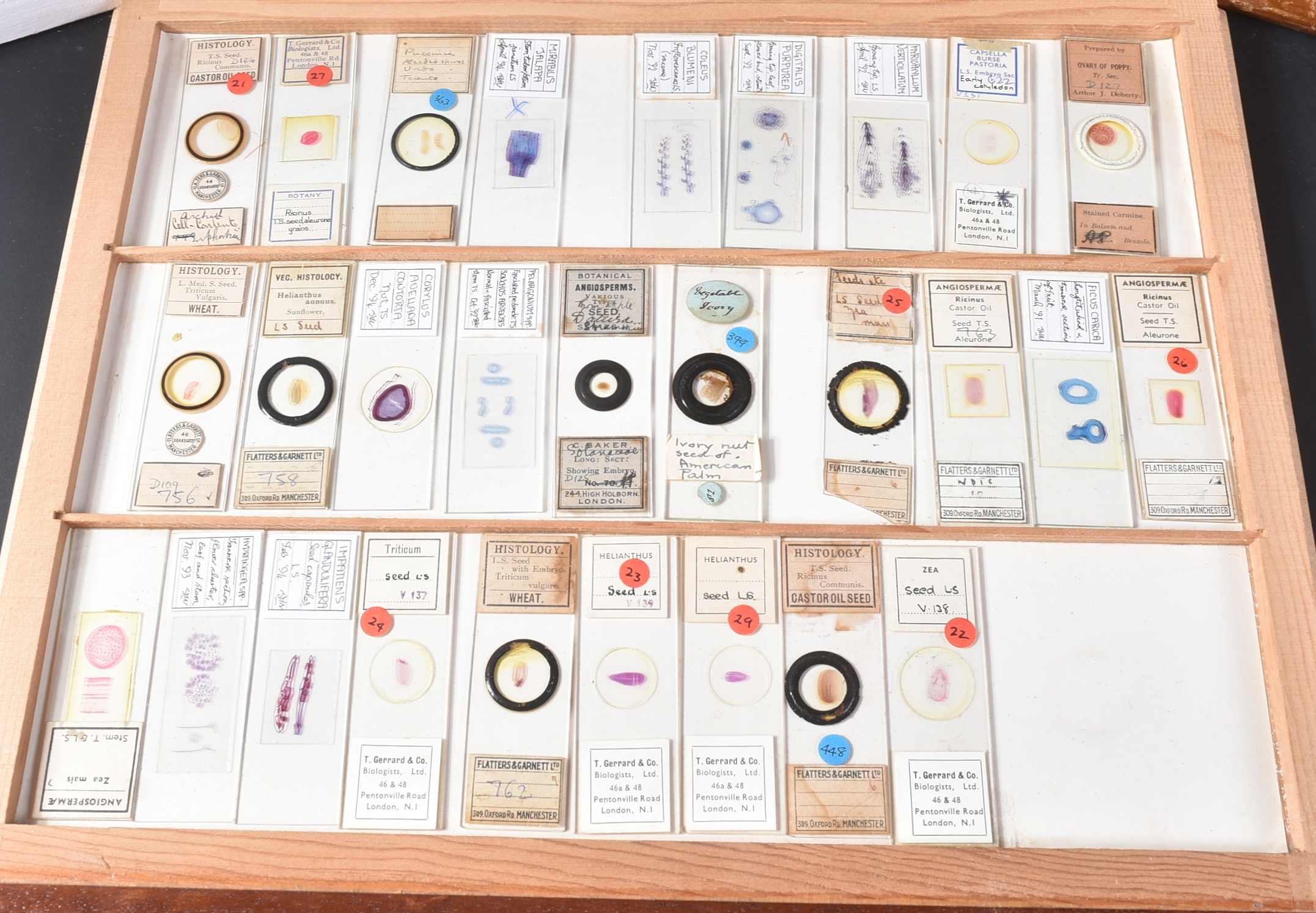 LARGE & EXTENSIVE BECK CABINET MICROSCOPE SLIDE COLLECTION - Image 43 of 101