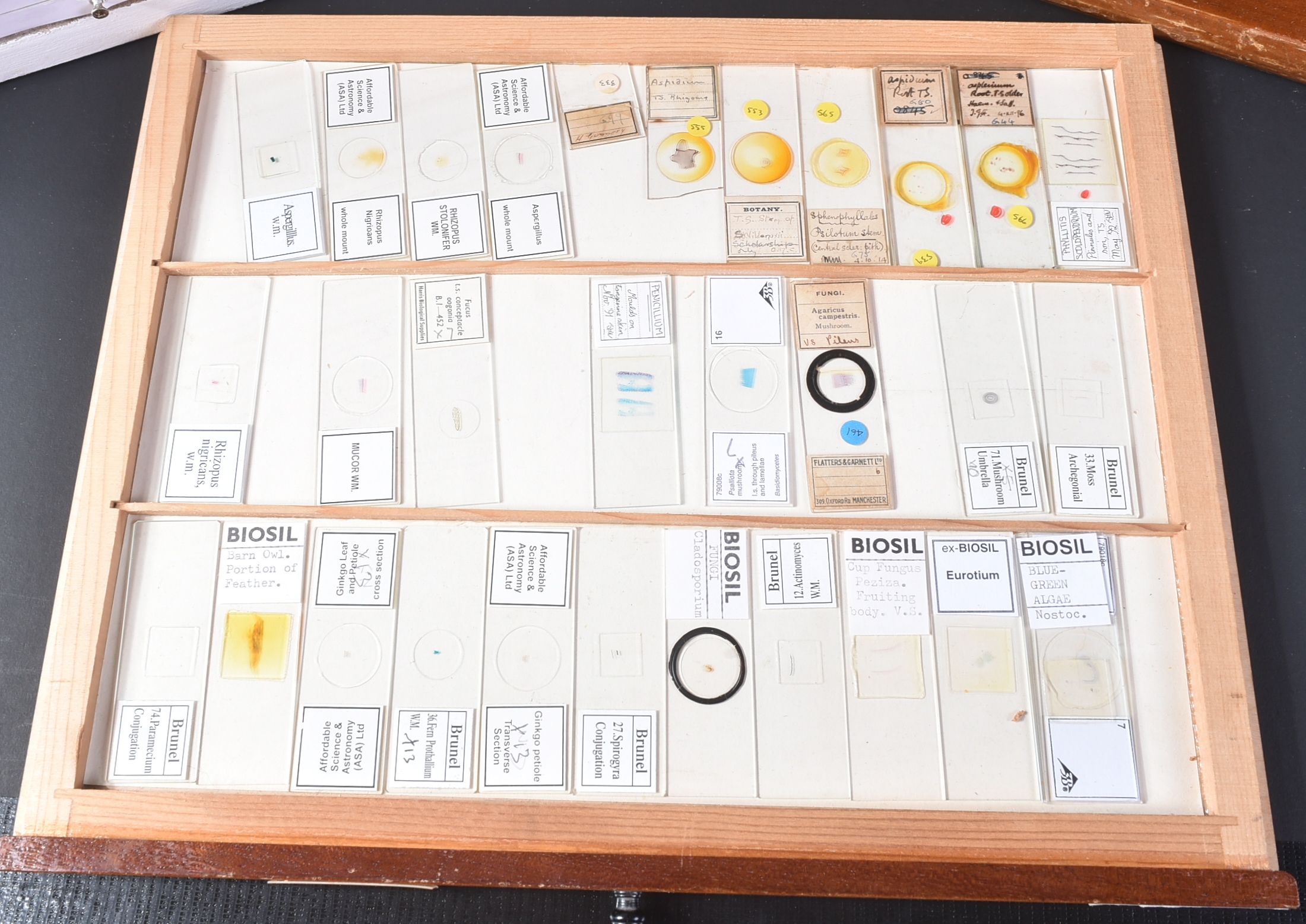 LARGE & EXTENSIVE BECK CABINET MICROSCOPE SLIDE COLLECTION - Image 24 of 101