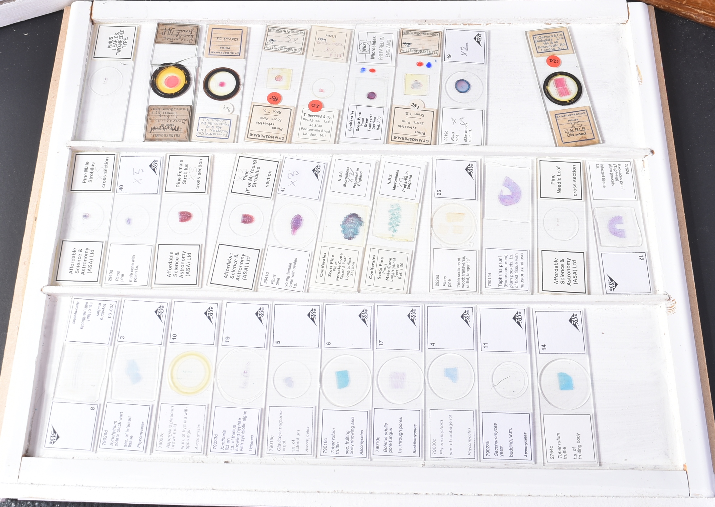LARGE & EXTENSIVE BECK CABINET MICROSCOPE SLIDE COLLECTION - Image 70 of 101